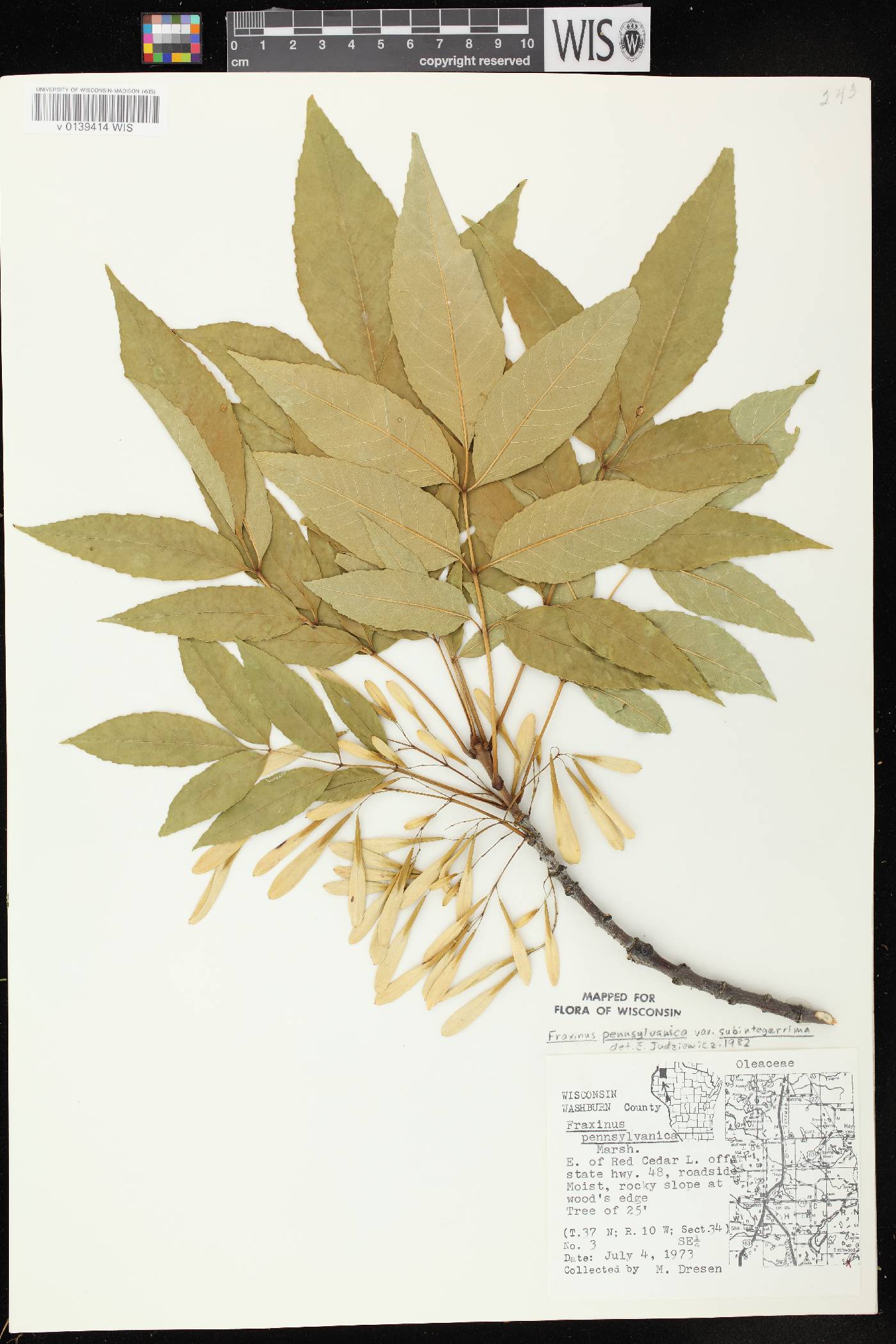 Fraxinus pennsylvanica image