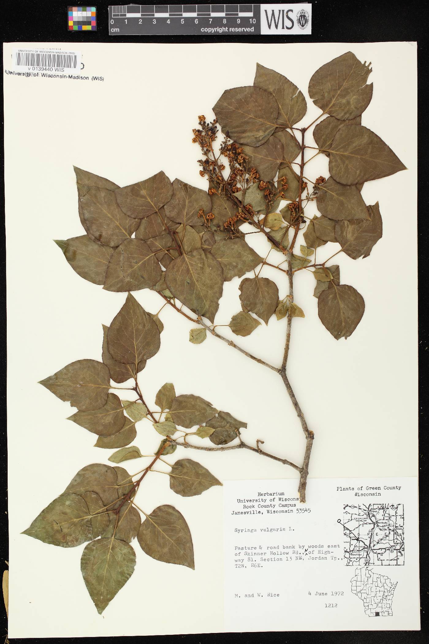 Syringa vulgaris image