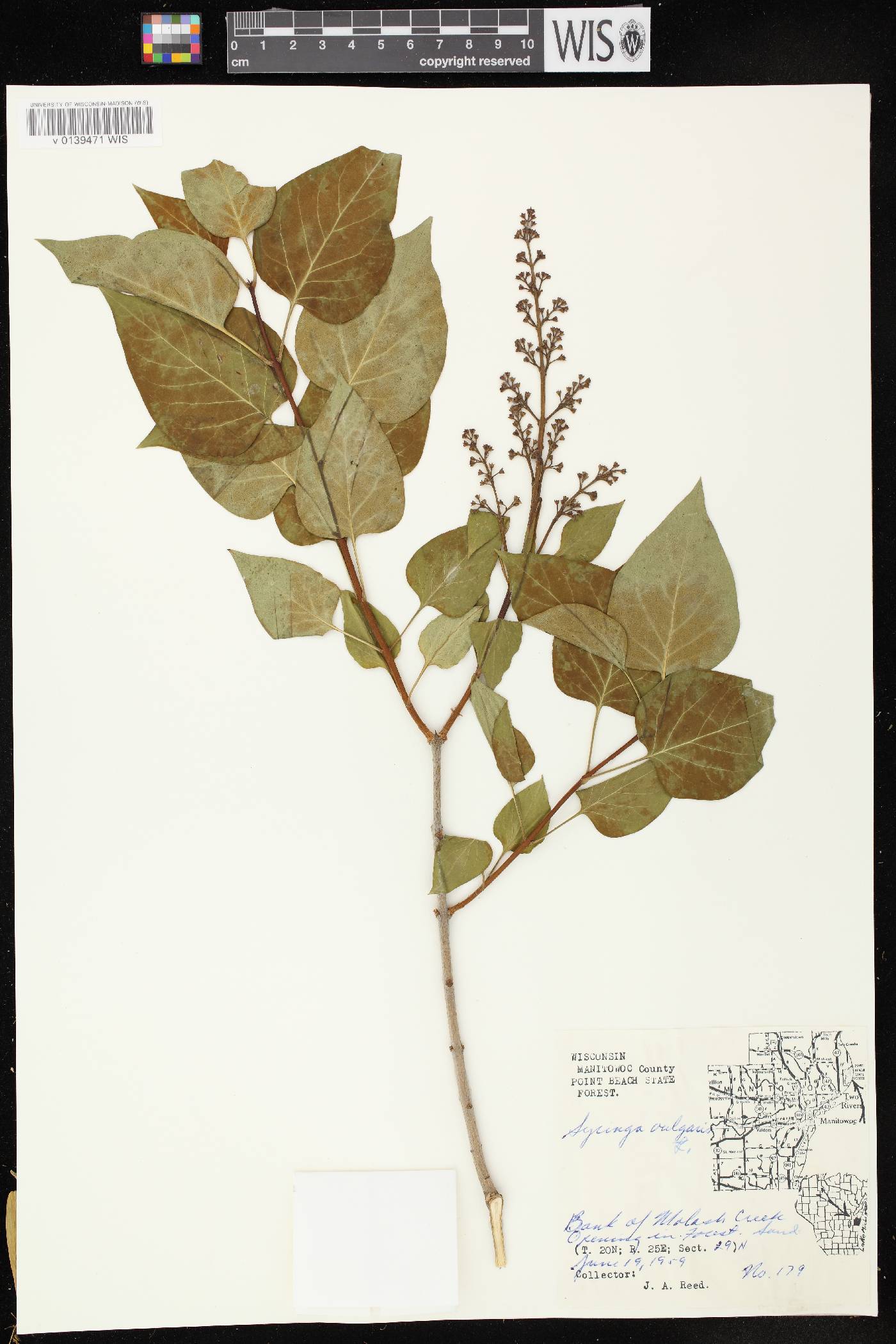Syringa vulgaris image