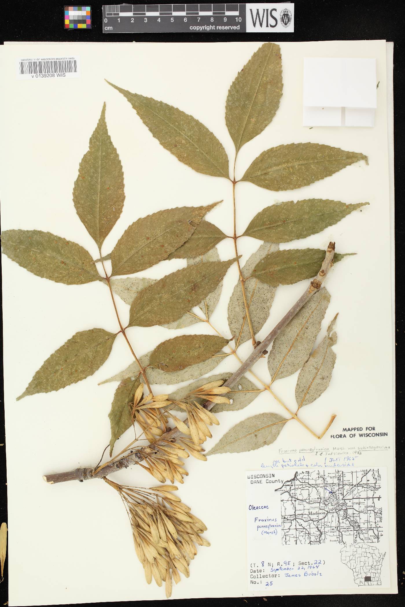 Fraxinus pennsylvanica image