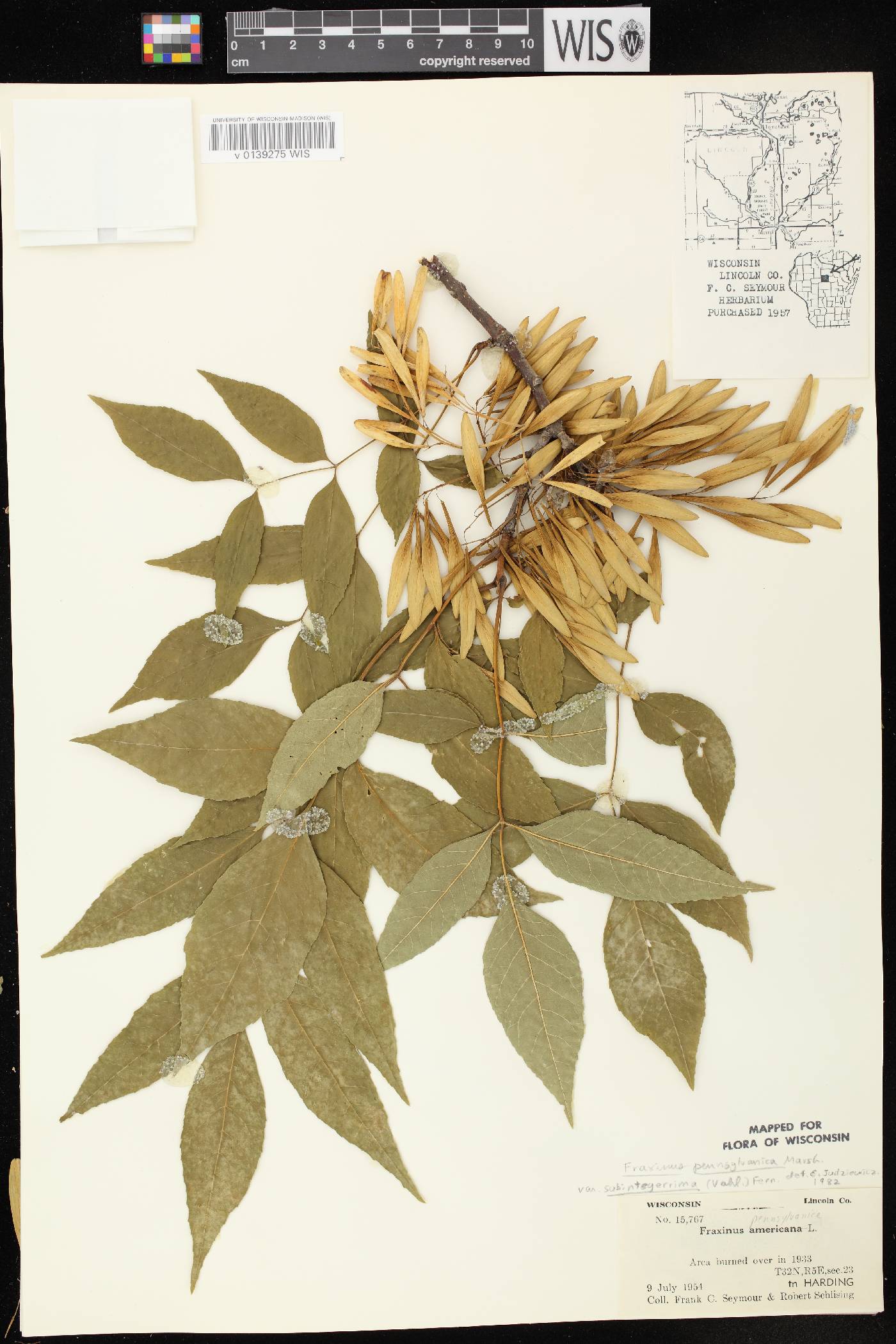 Fraxinus pennsylvanica image