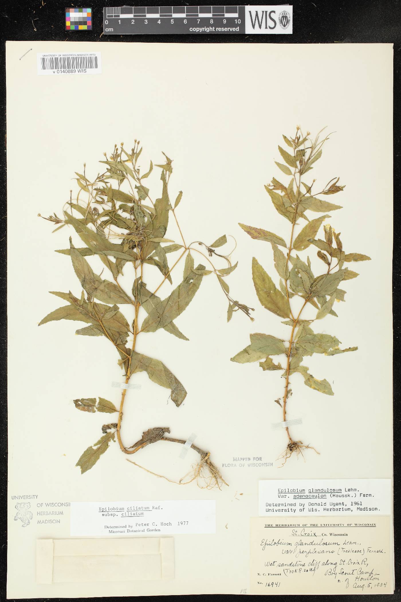 Epilobium ciliatum subsp. ciliatum image