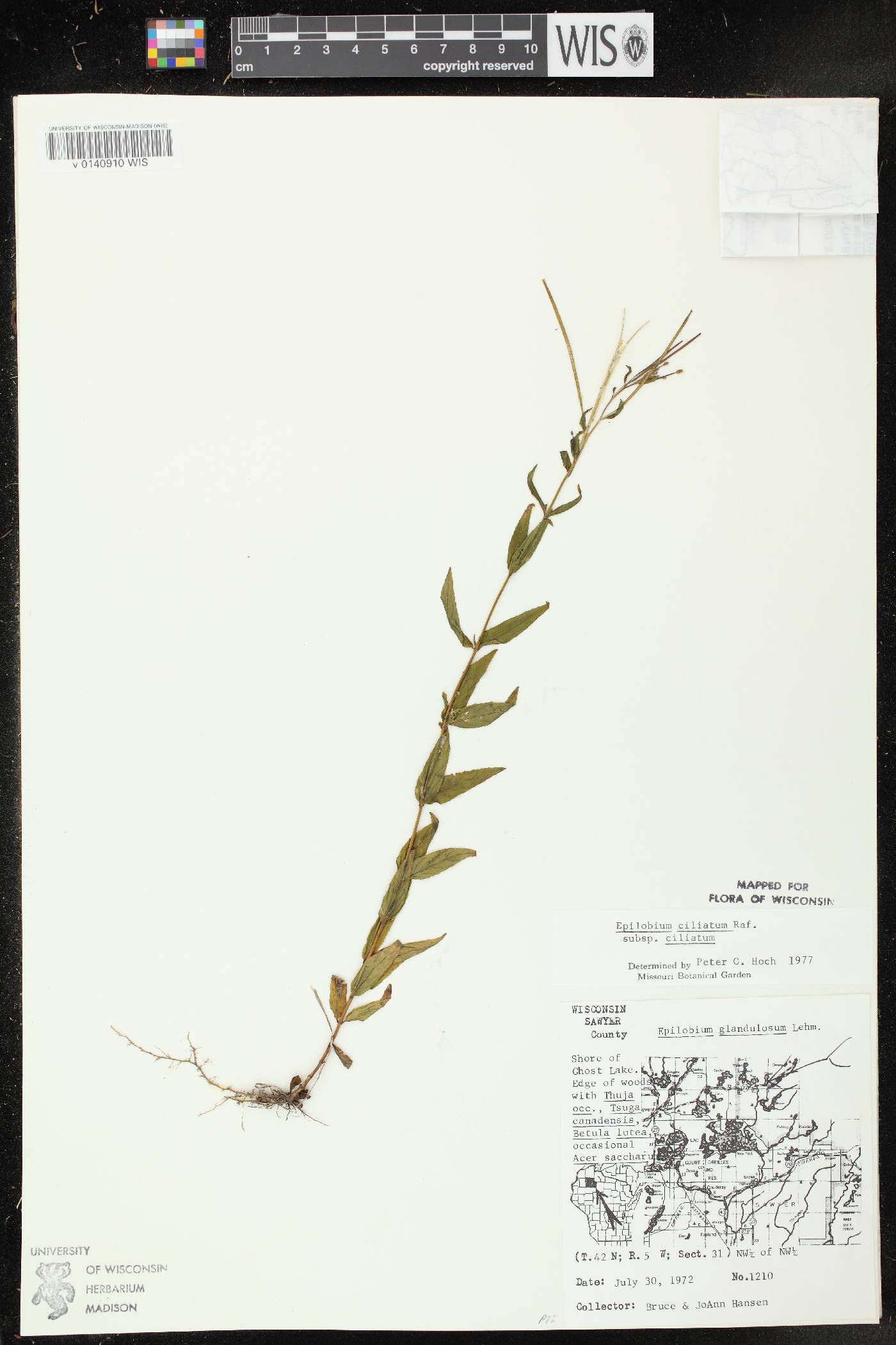 Epilobium ciliatum subsp. ciliatum image