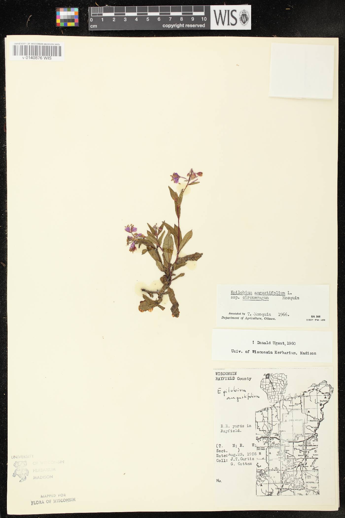 Chamerion angustifolium subsp. circumvagum image