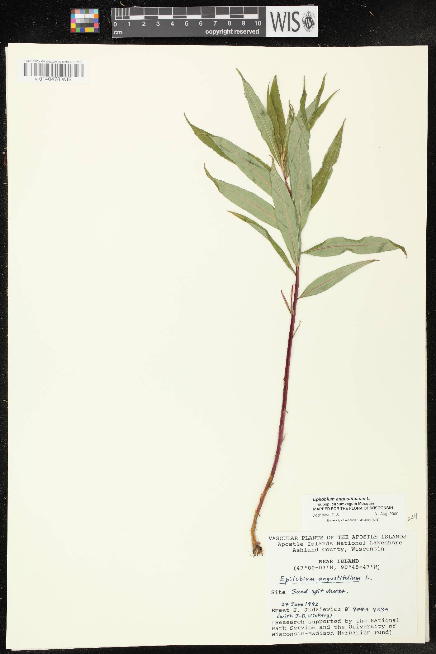 Chamerion angustifolium subsp. circumvagum image