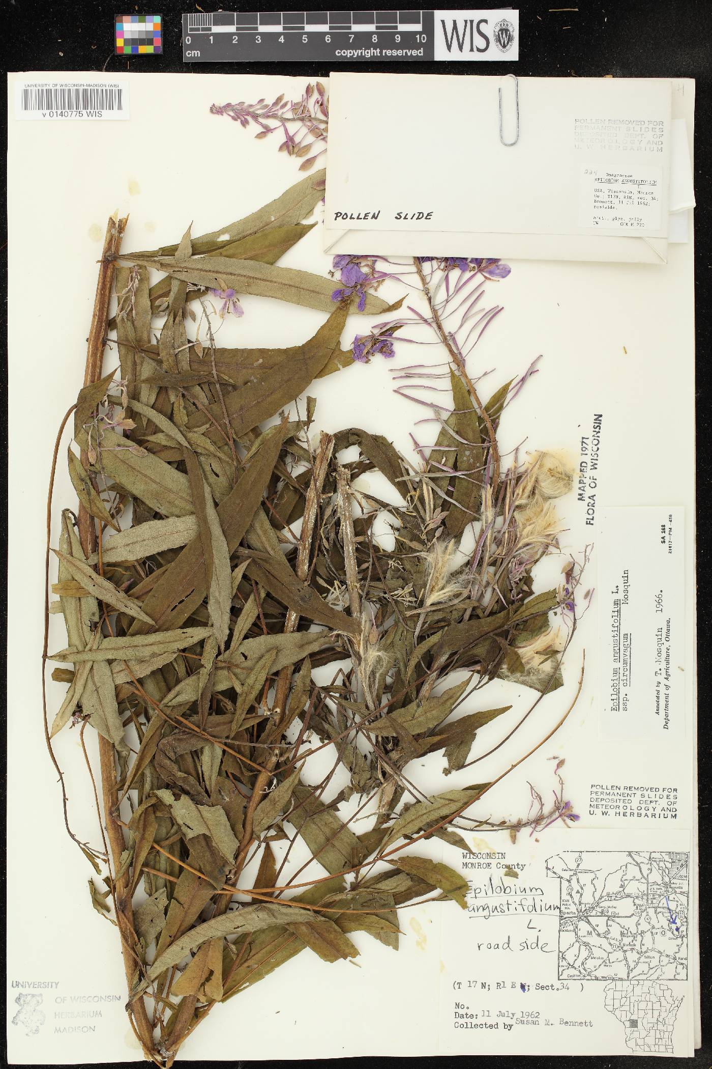 Chamerion angustifolium subsp. circumvagum image