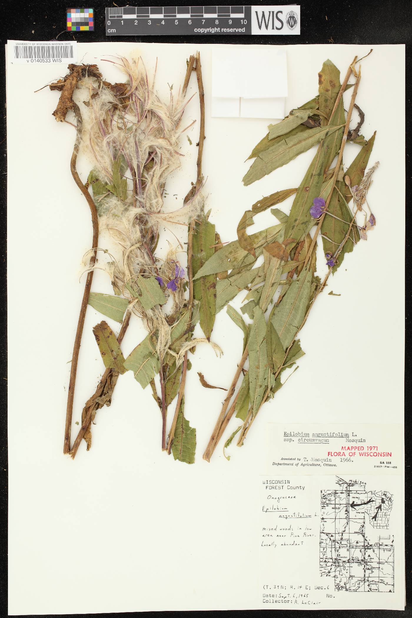 Chamerion angustifolium subsp. circumvagum image