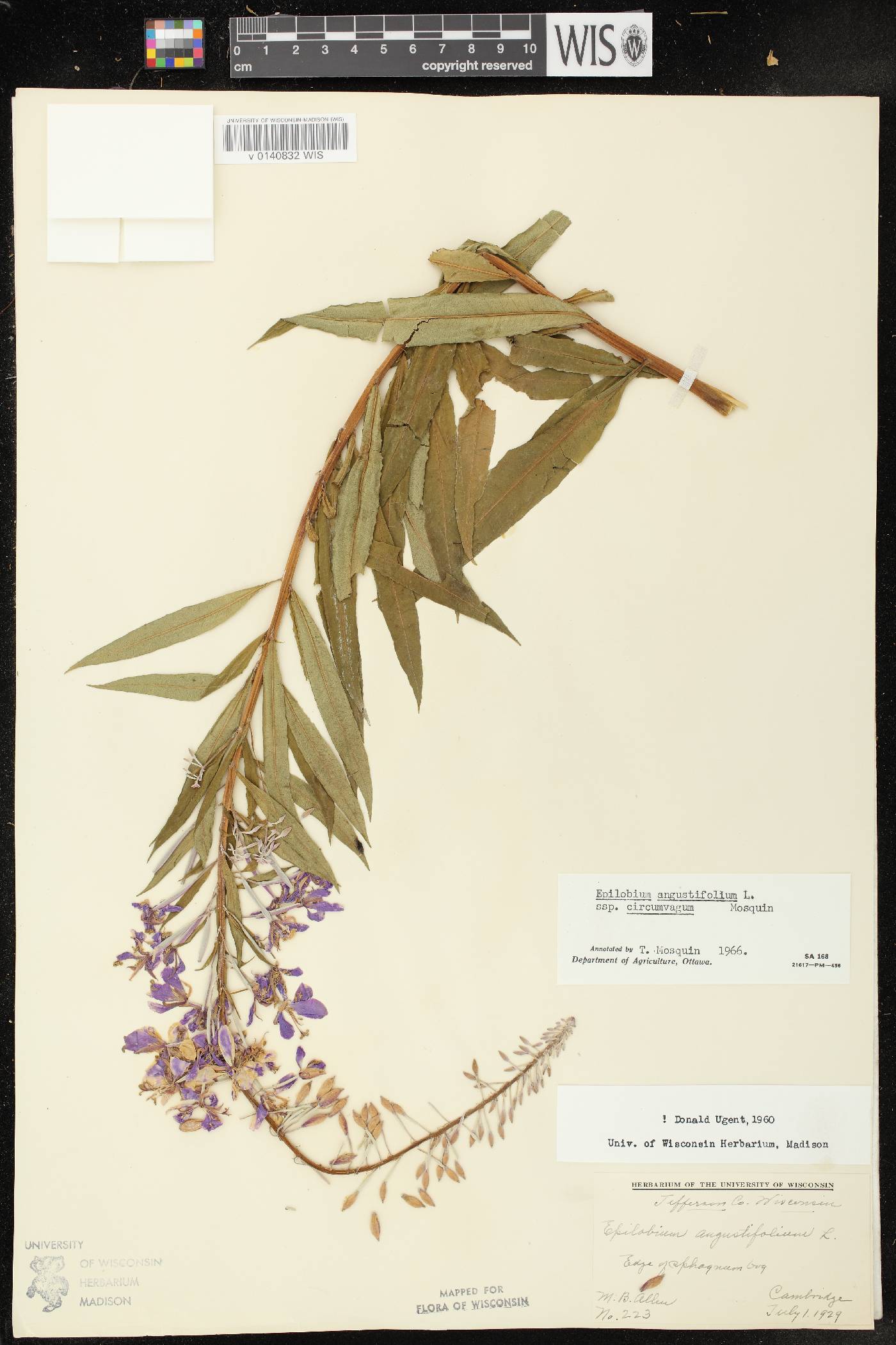 Chamerion angustifolium subsp. circumvagum image