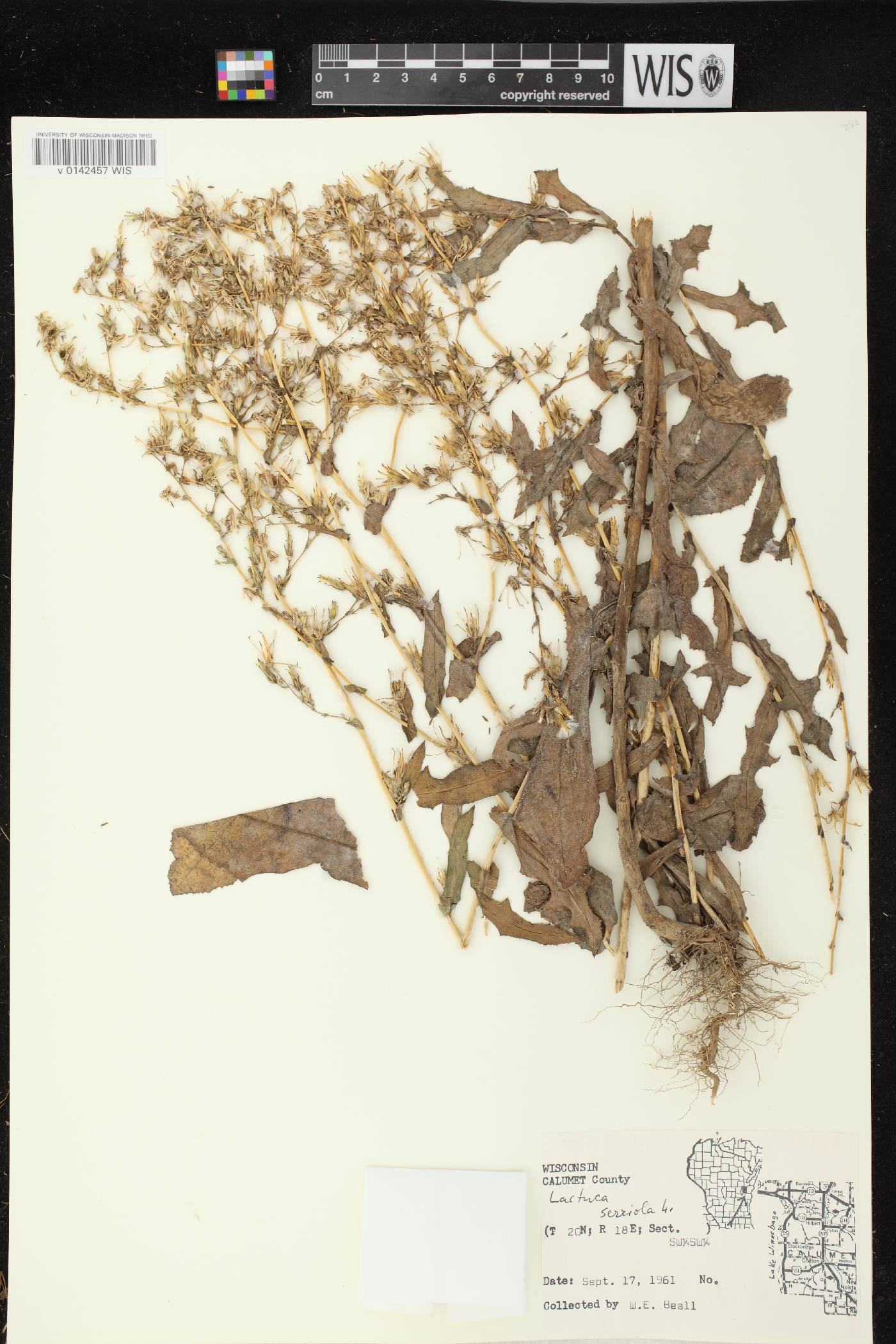 Lactuca serriola image