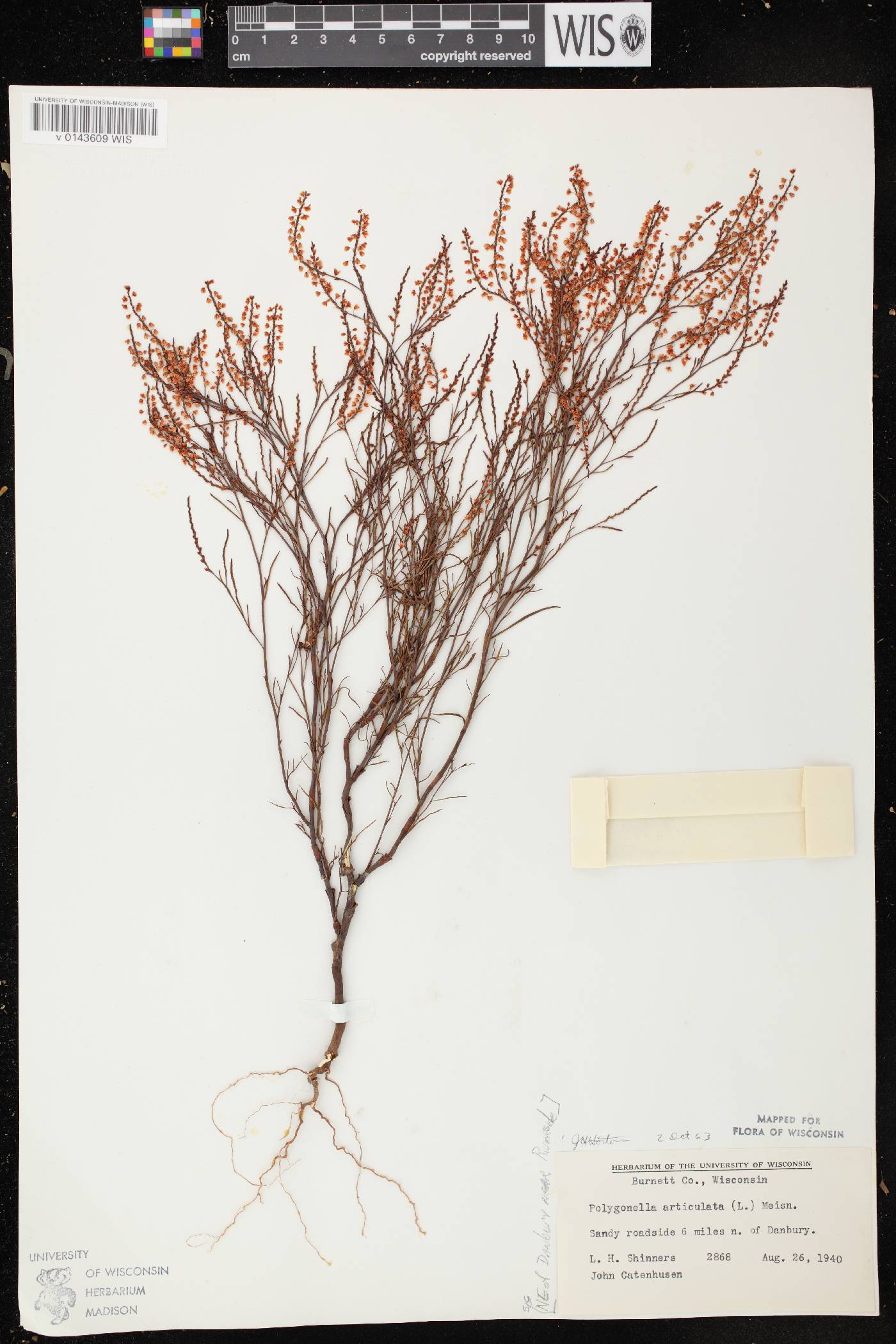 Polygonella articulata image