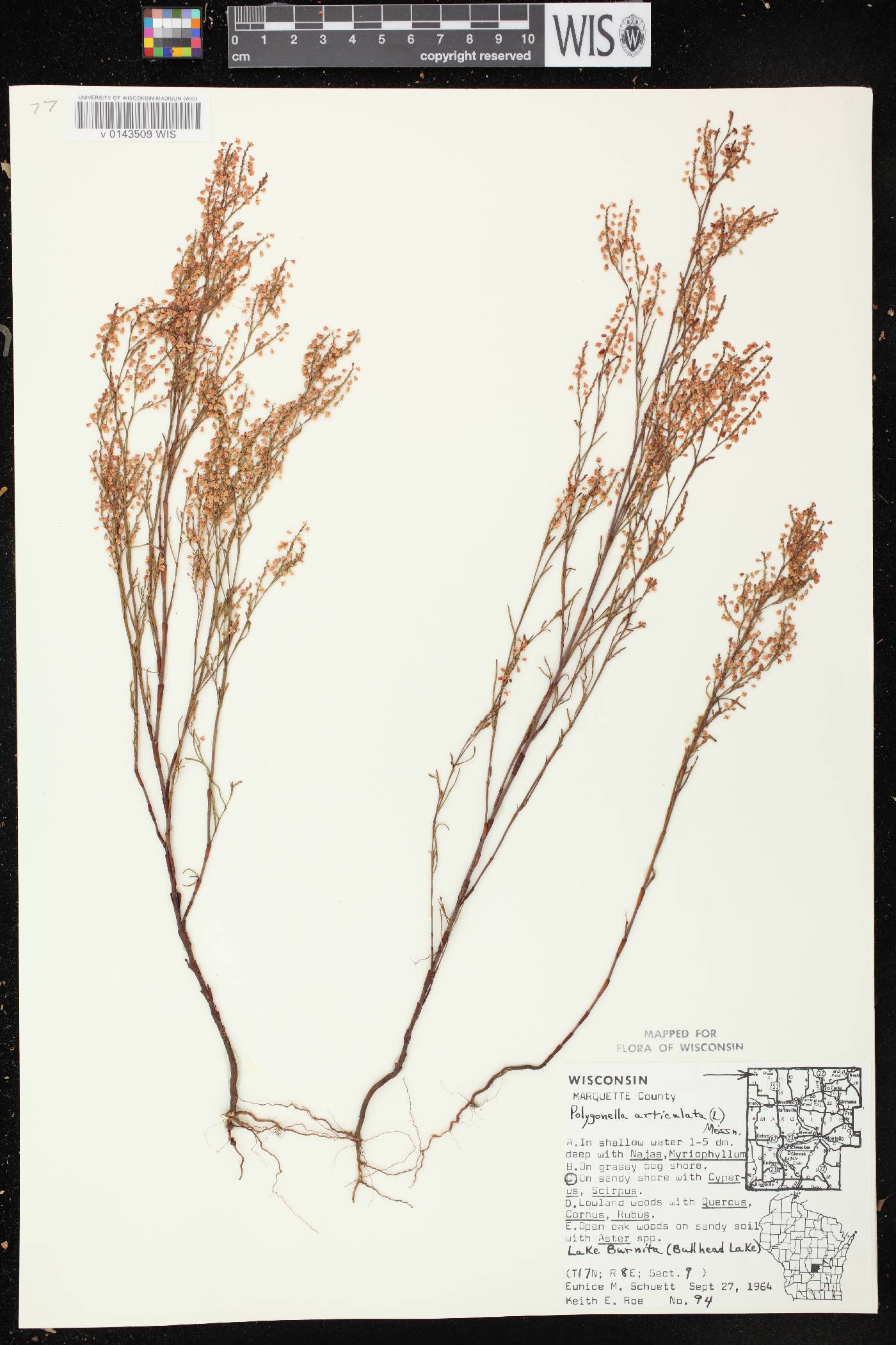 Polygonella articulata image