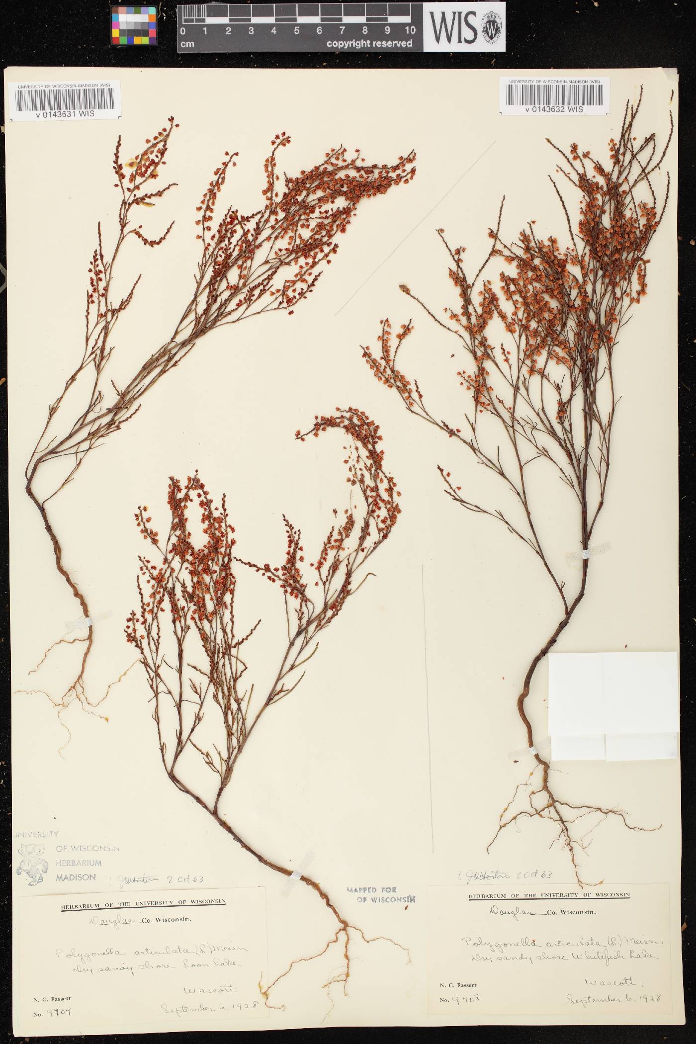 Polygonella articulata image