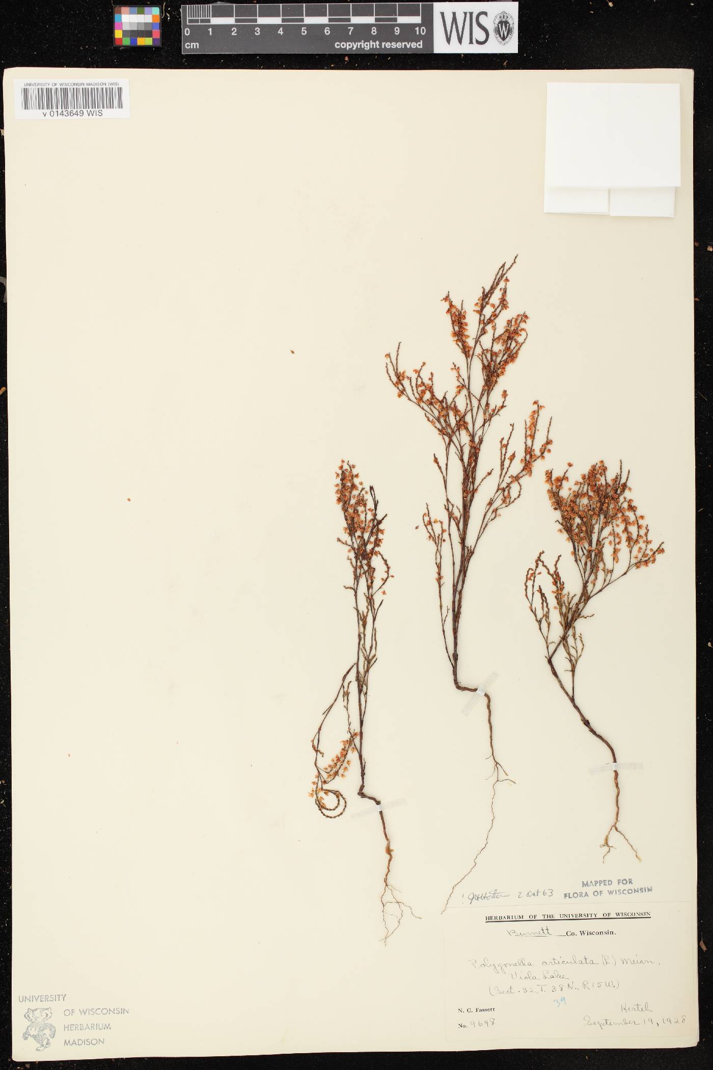 Polygonella articulata image