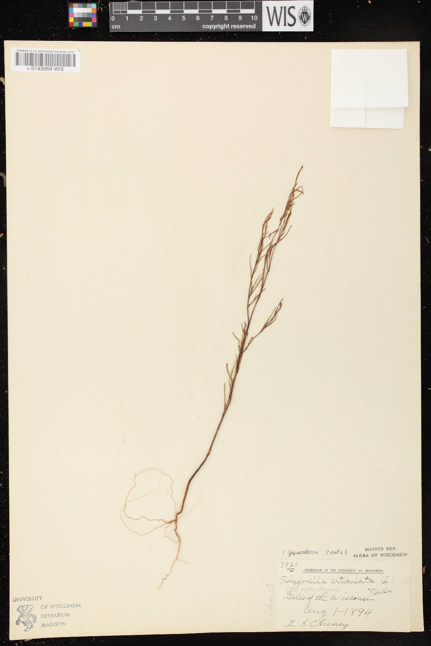 Polygonella articulata image