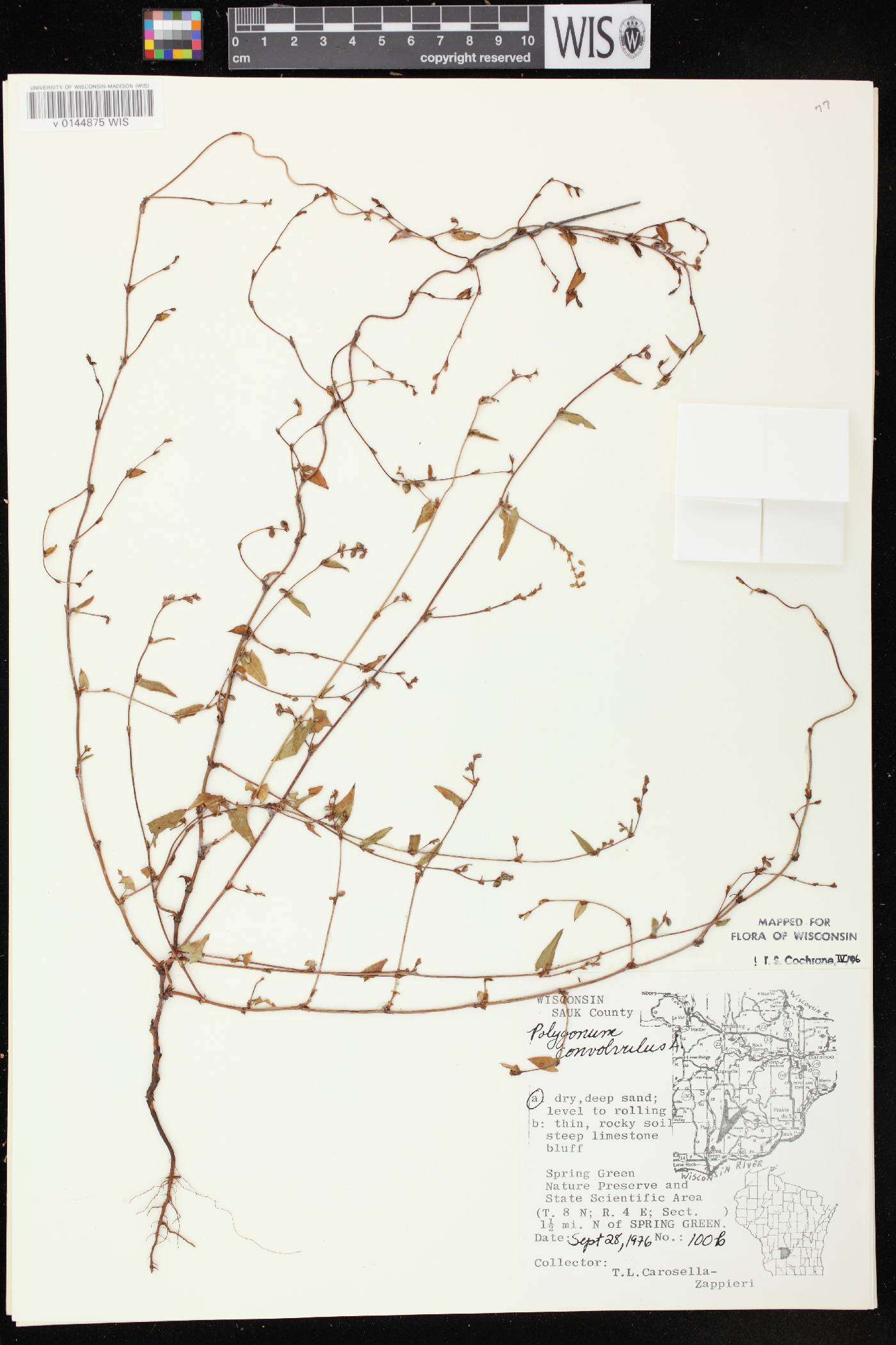 Fallopia convolvulus image