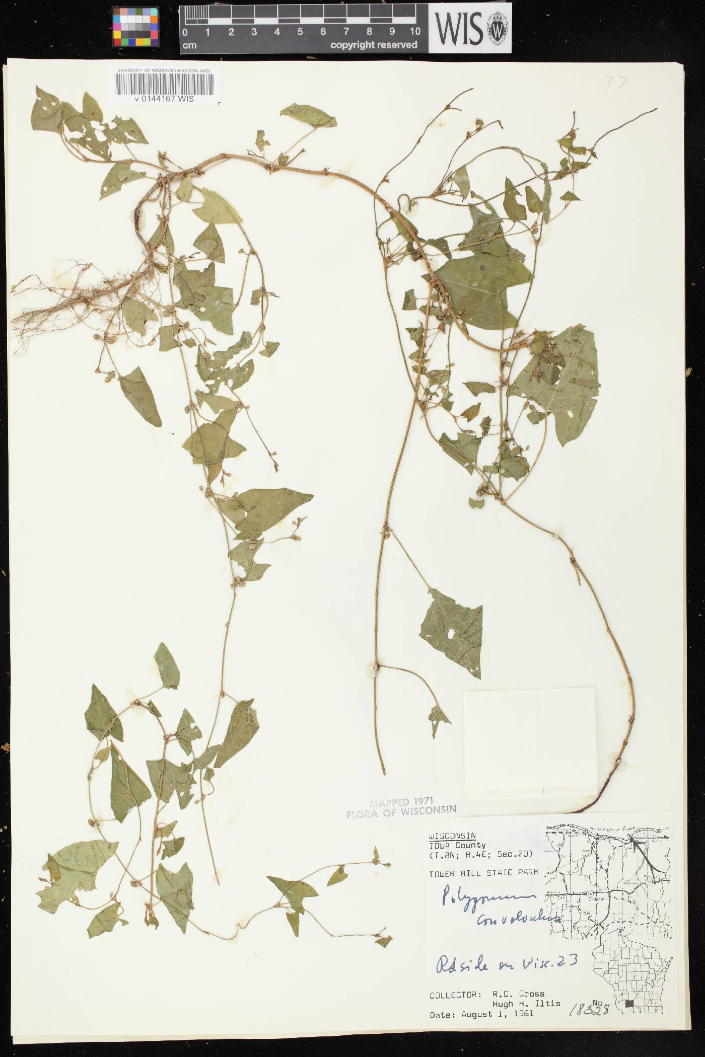 Fallopia convolvulus image