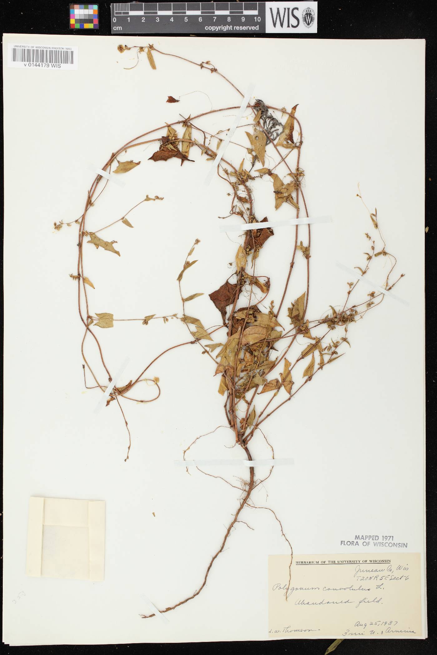 Fallopia convolvulus image