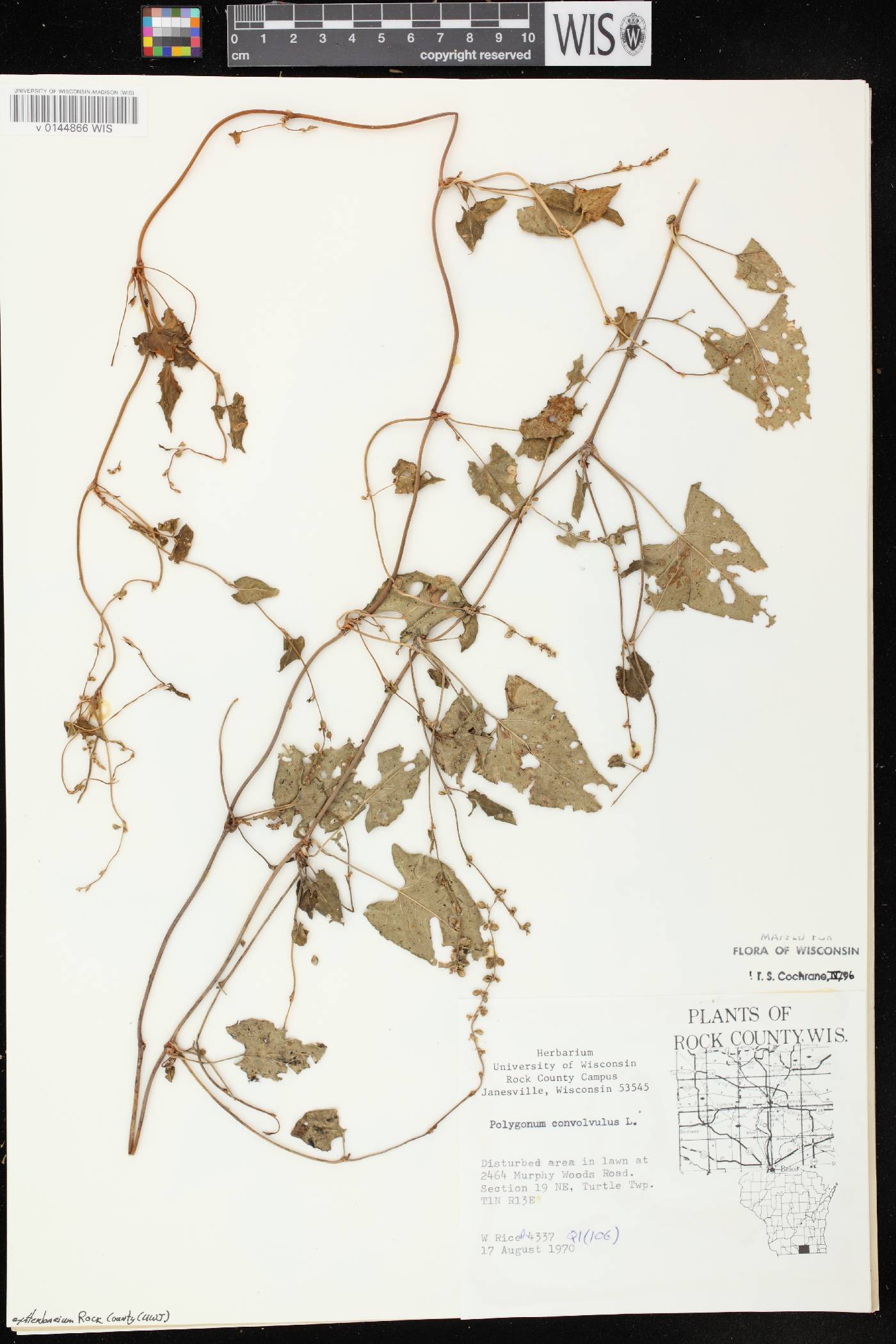 Fallopia convolvulus image
