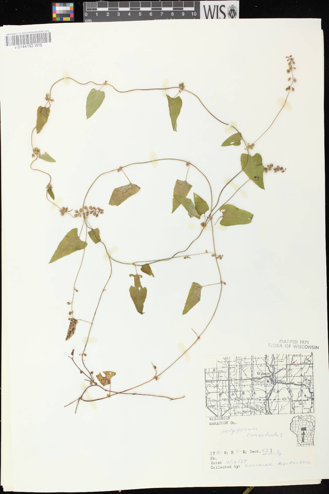 Fallopia convolvulus image