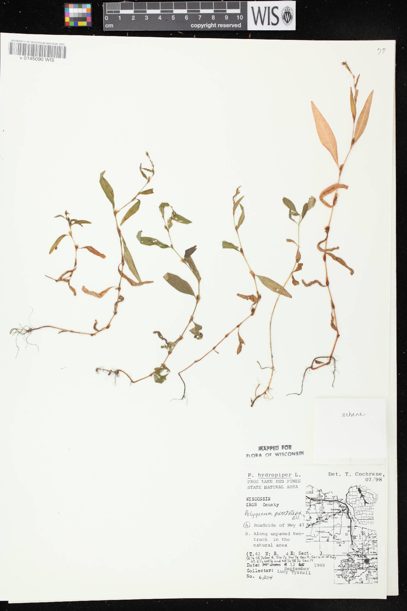 Persicaria hydropiper image