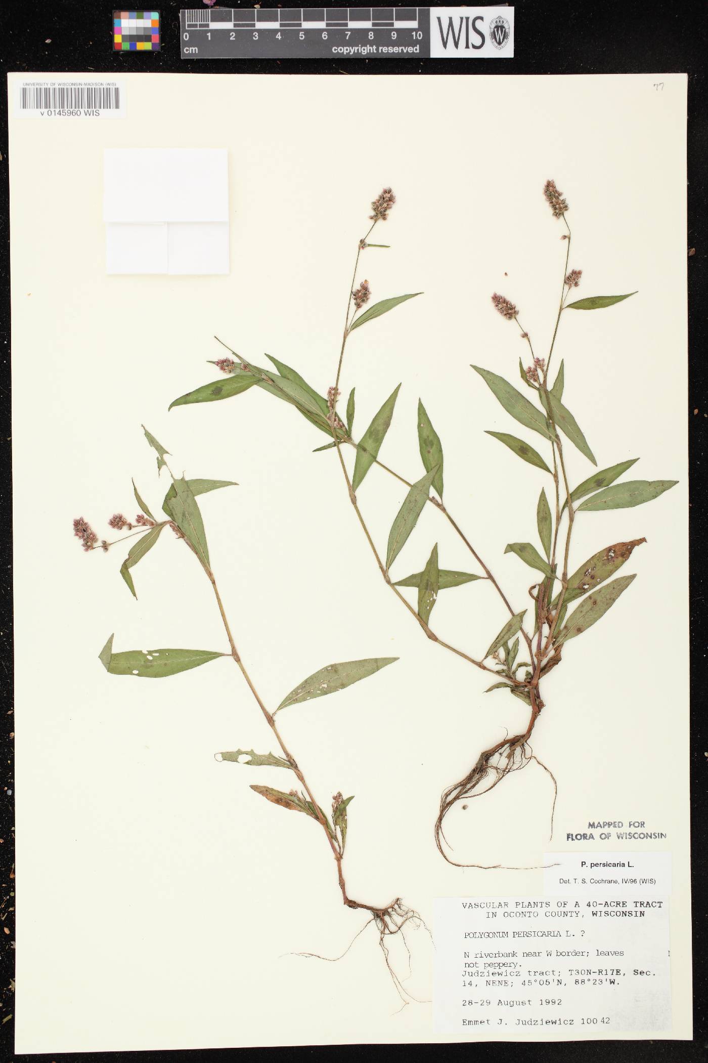 Persicaria maculosa image