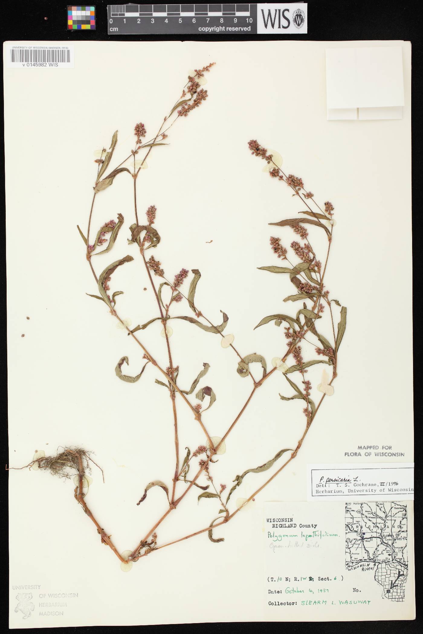 Persicaria maculosa image