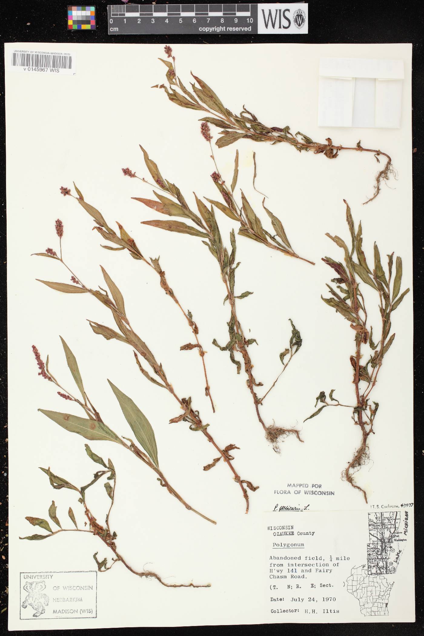Persicaria maculosa image