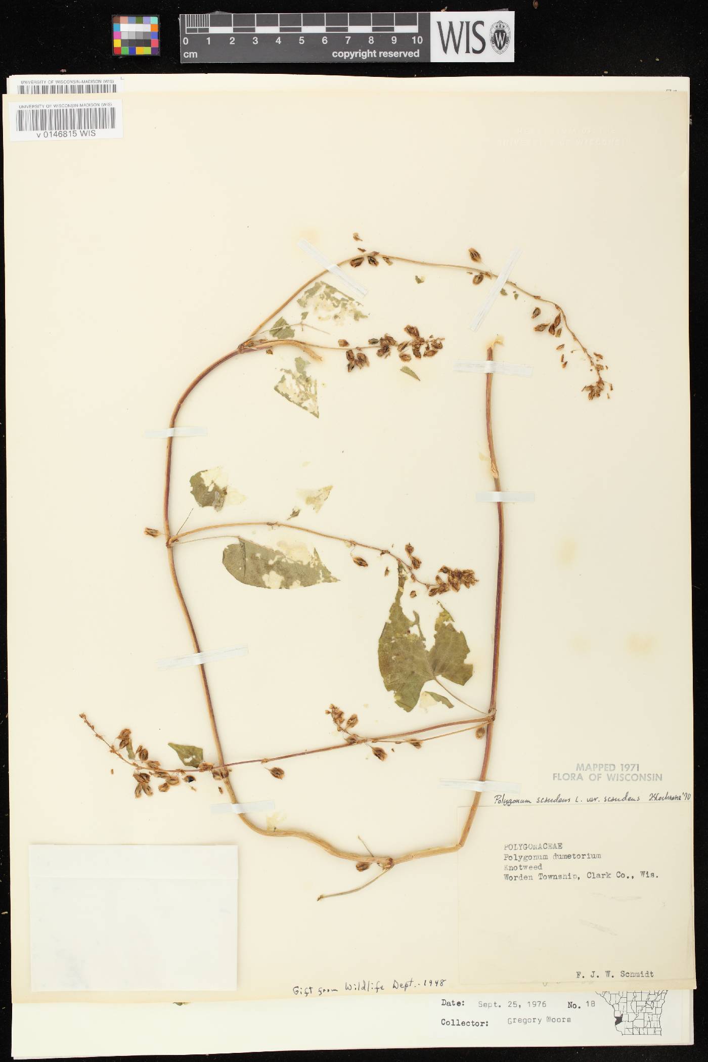 Fallopia scandens image