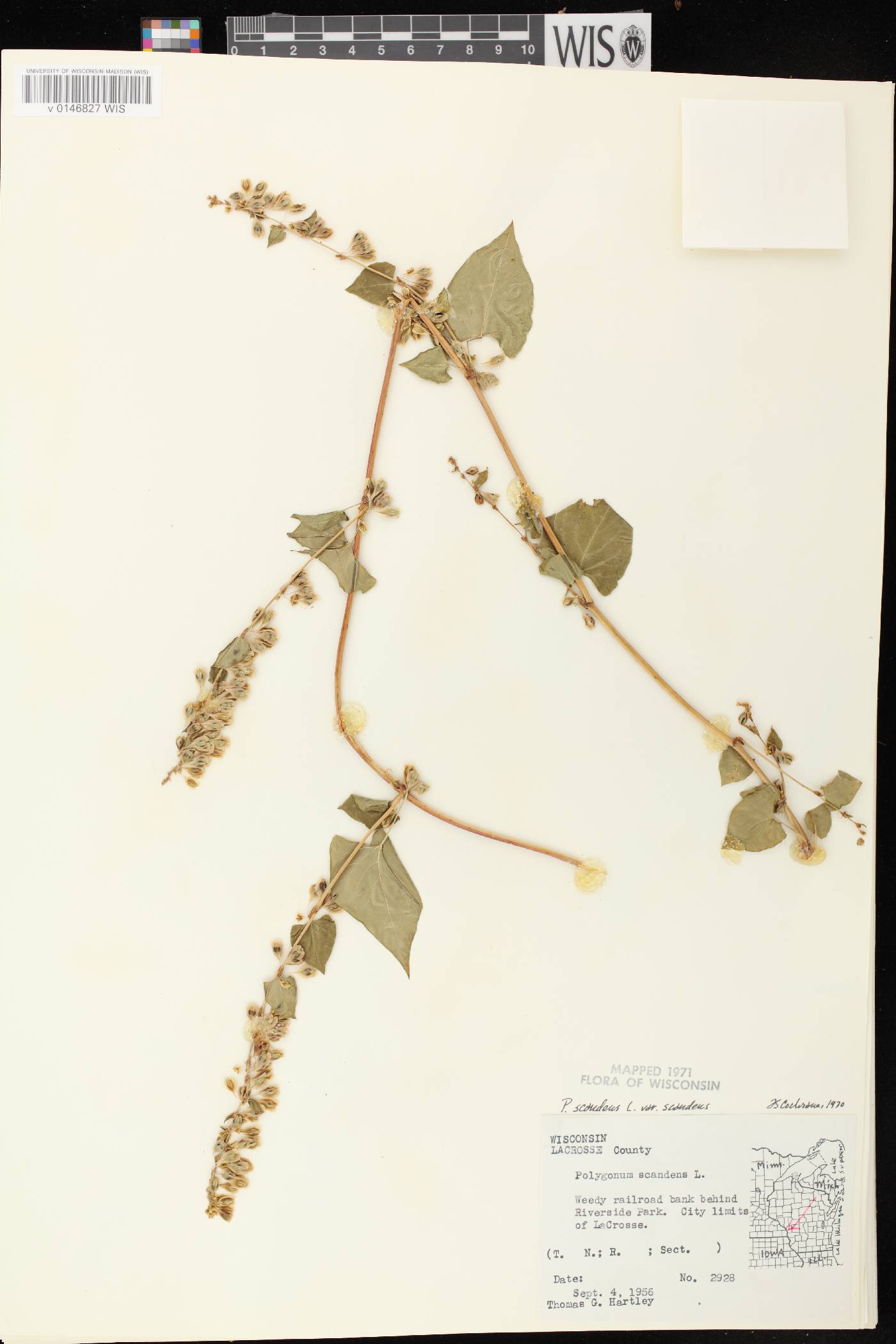 Fallopia scandens image