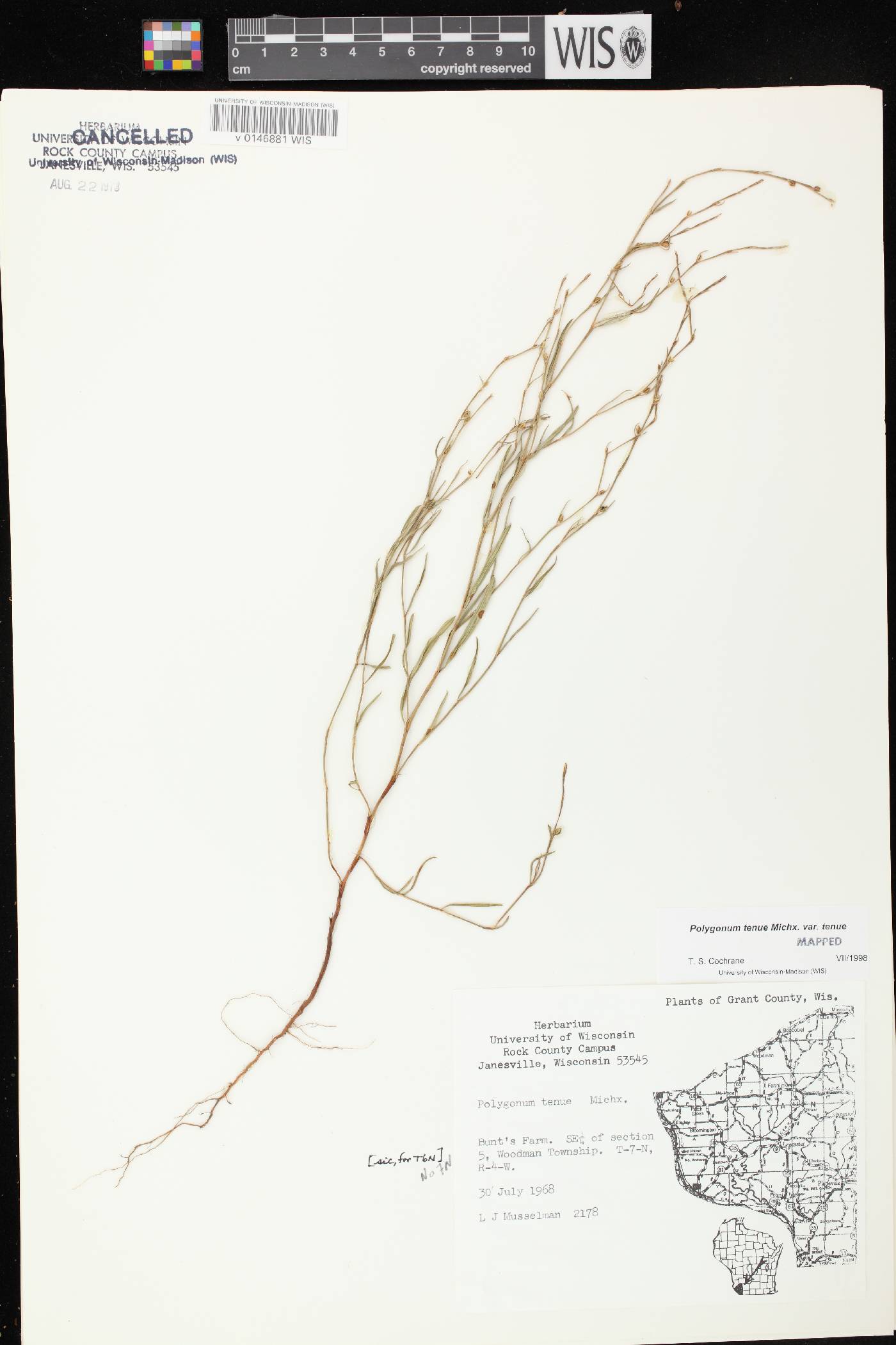 Polygonum tenue image