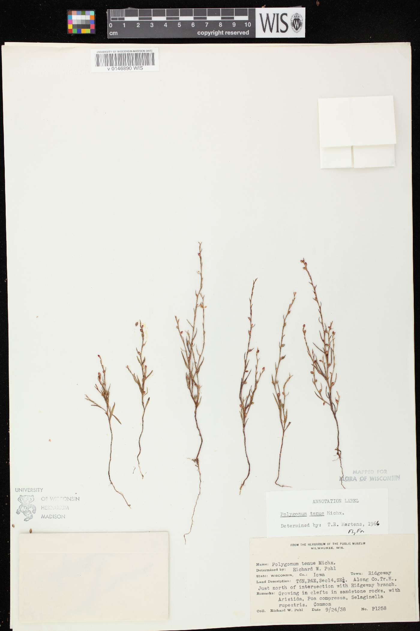 Polygonum tenue image