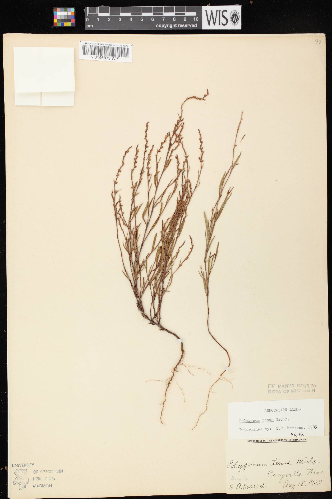 Polygonum tenue image