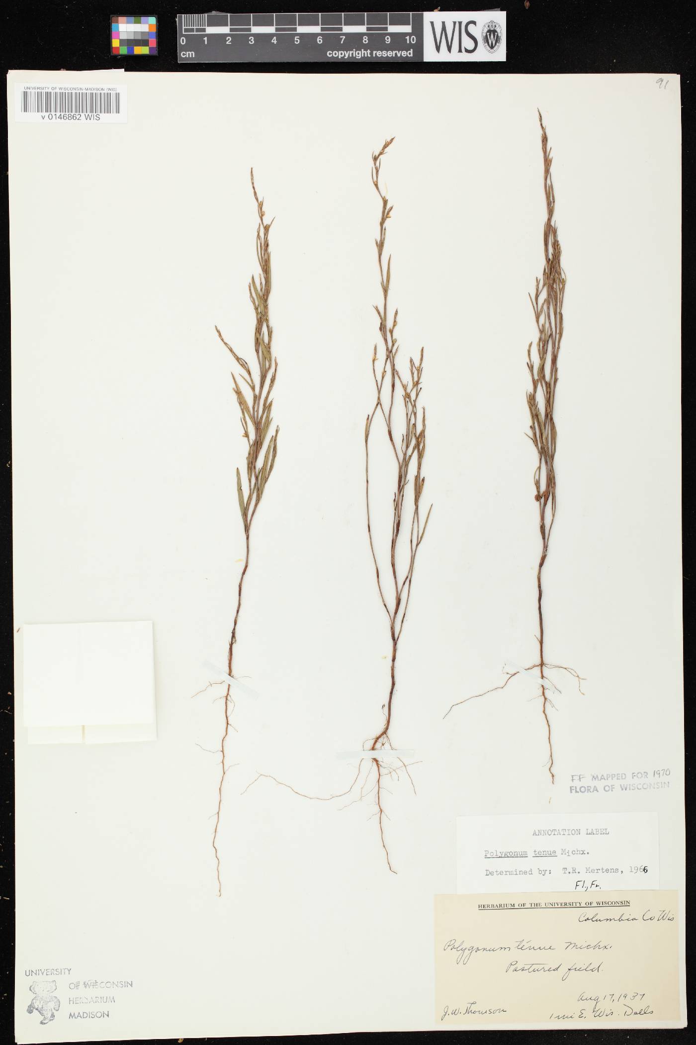 Polygonum tenue image
