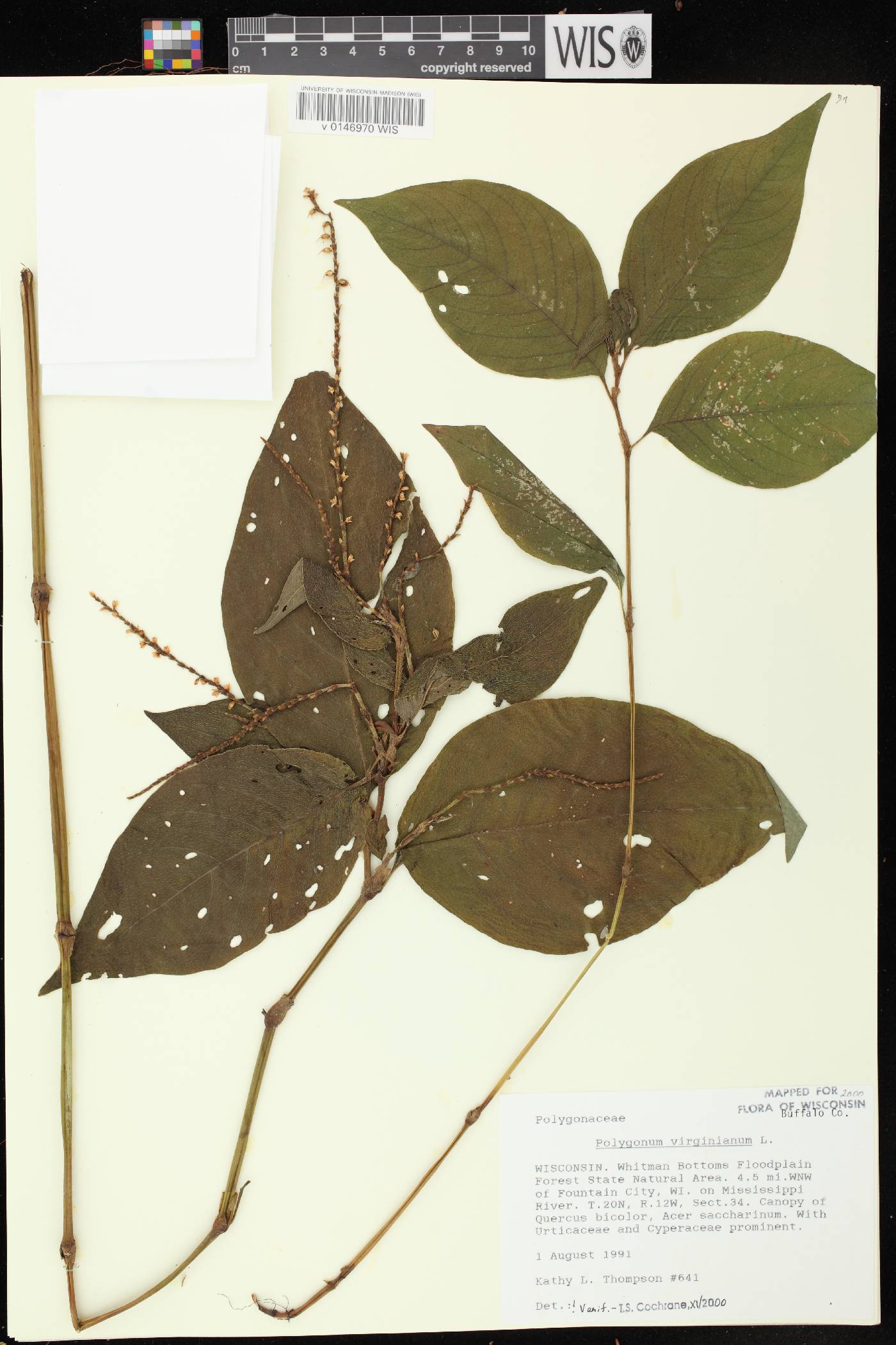 Persicaria virginiana image