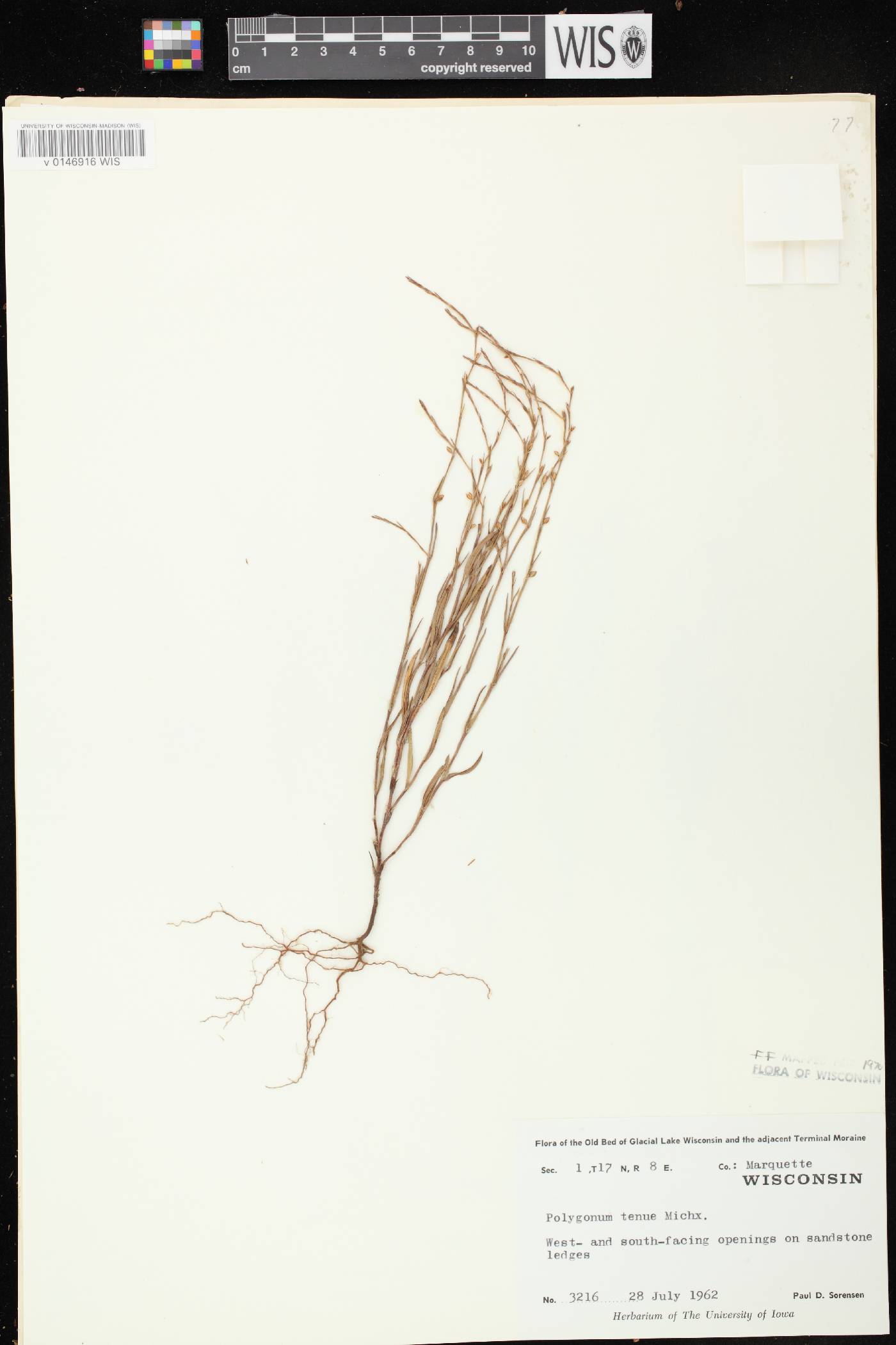 Polygonum tenue image