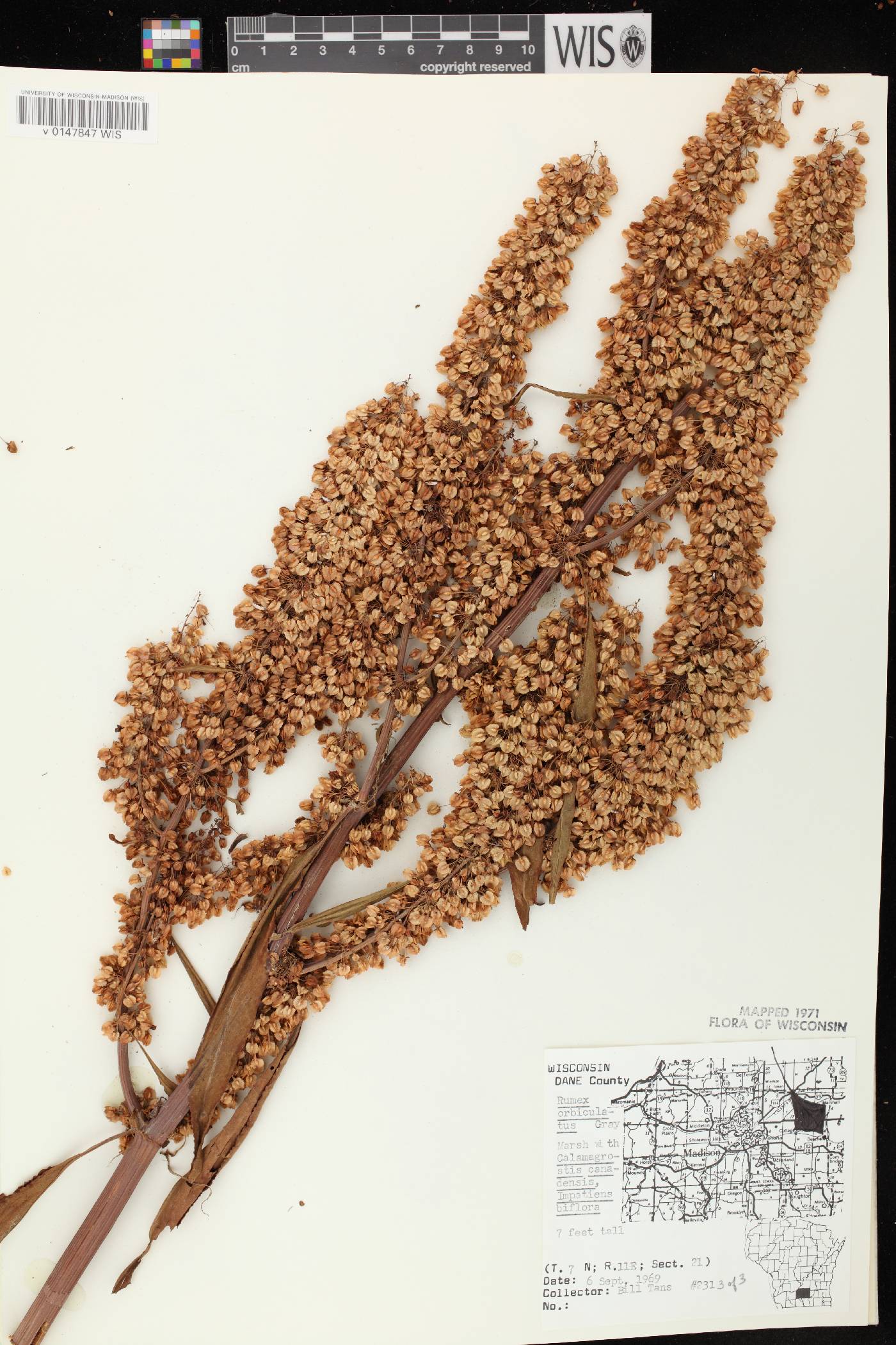 Rumex britannica image