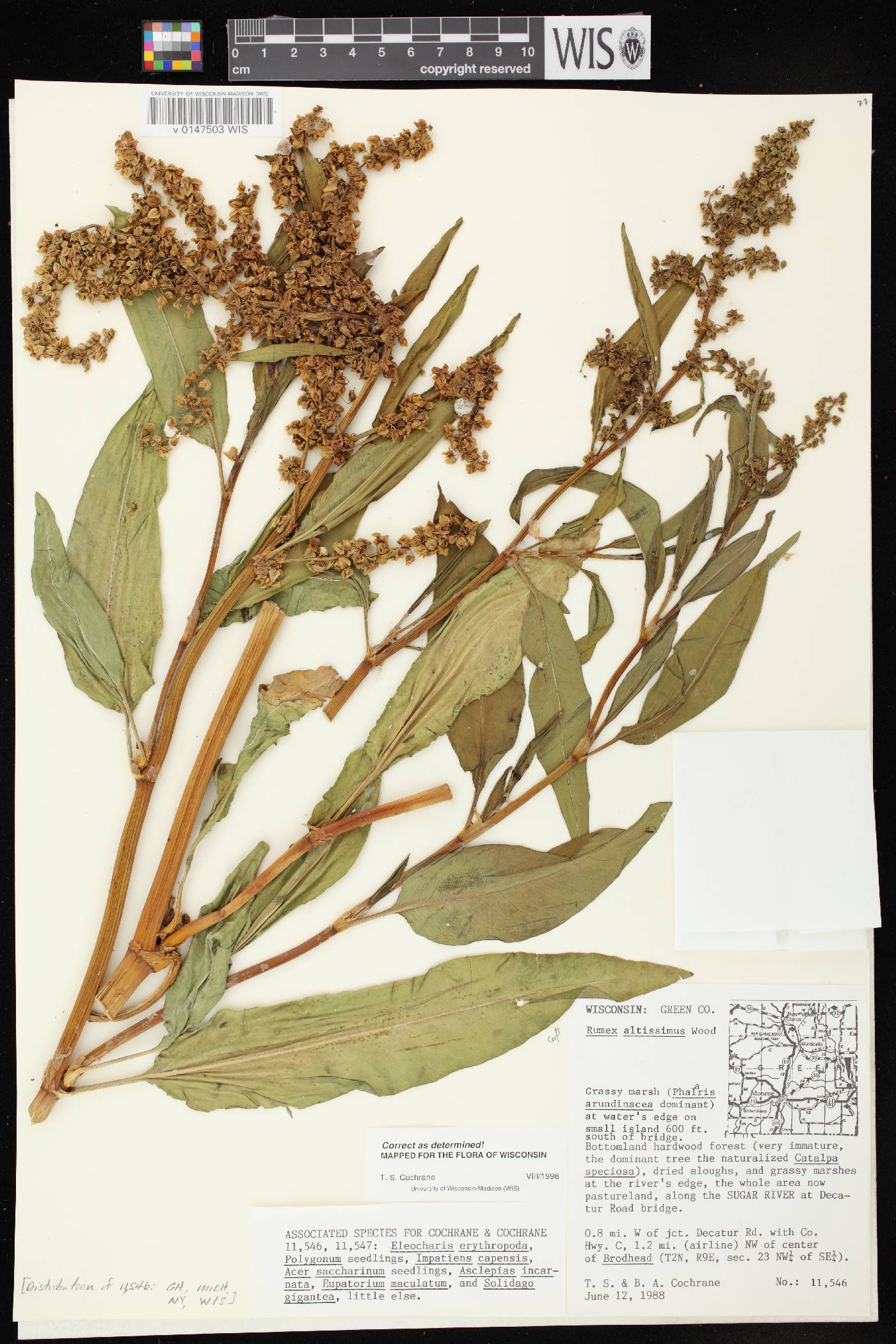 Rumex altissimus image