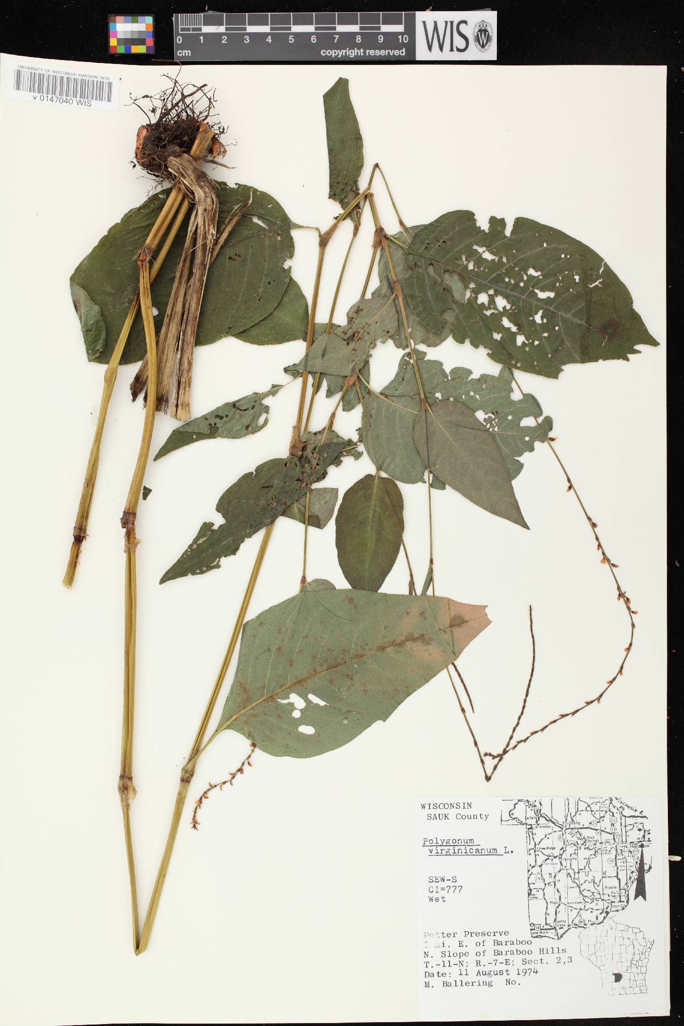 Persicaria virginiana image