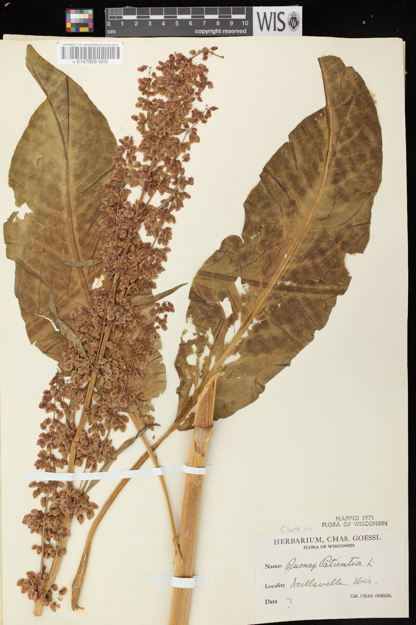 Rumex patientia image