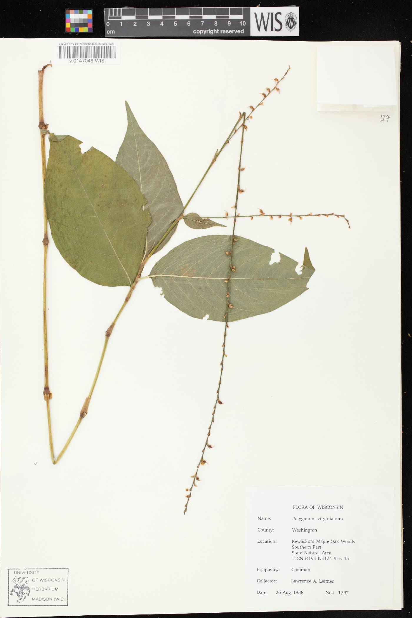 Persicaria virginiana image