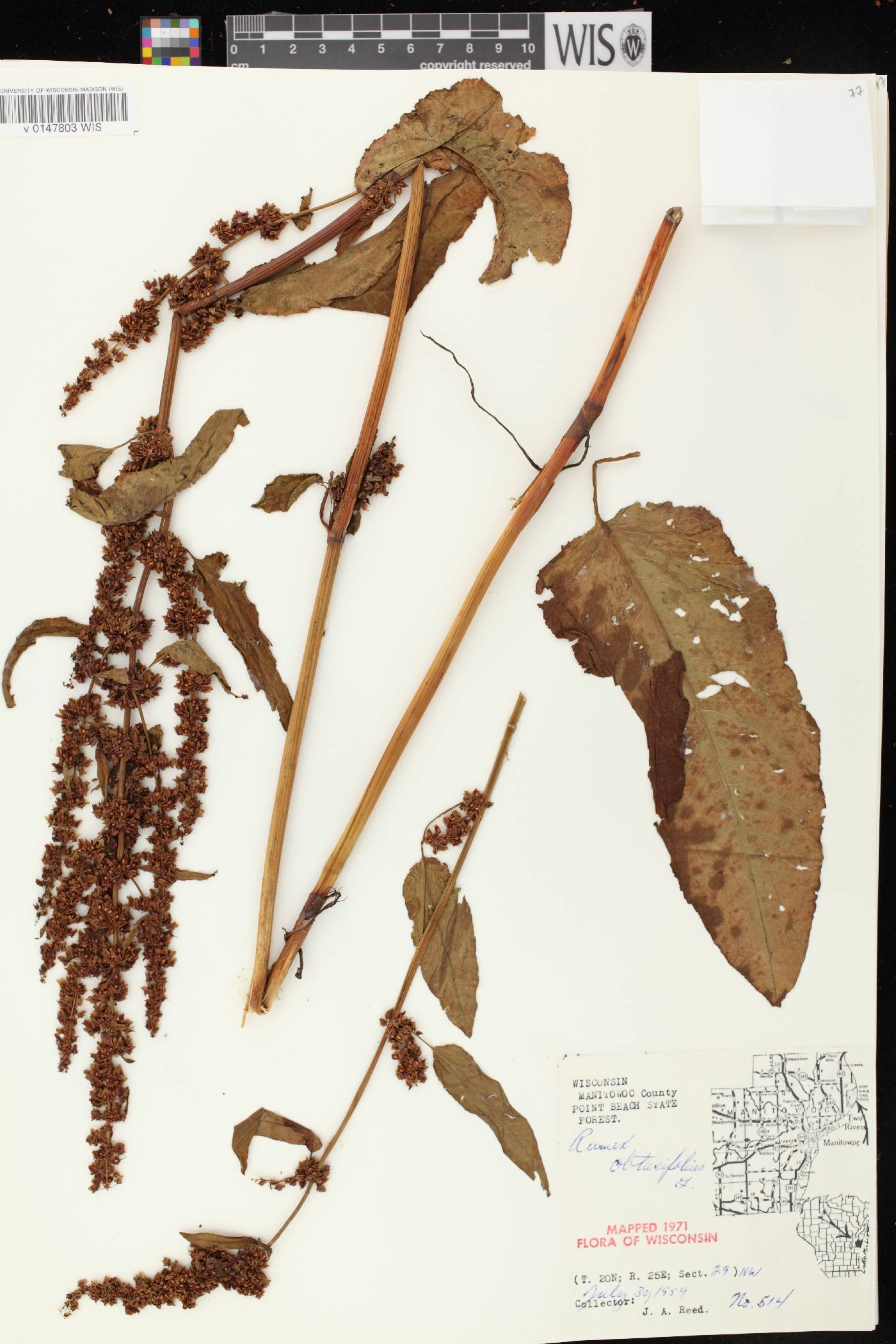 Rumex obtusifolius image