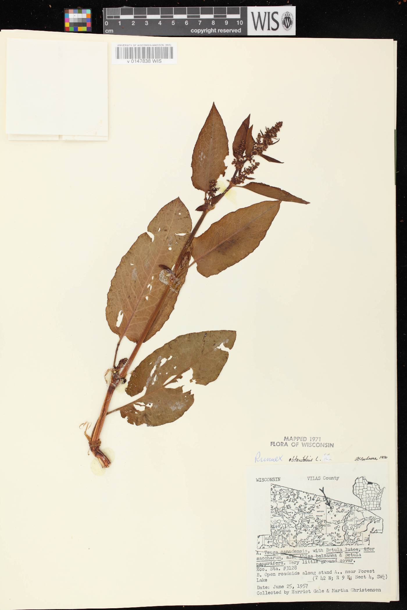 Rumex obtusifolius image