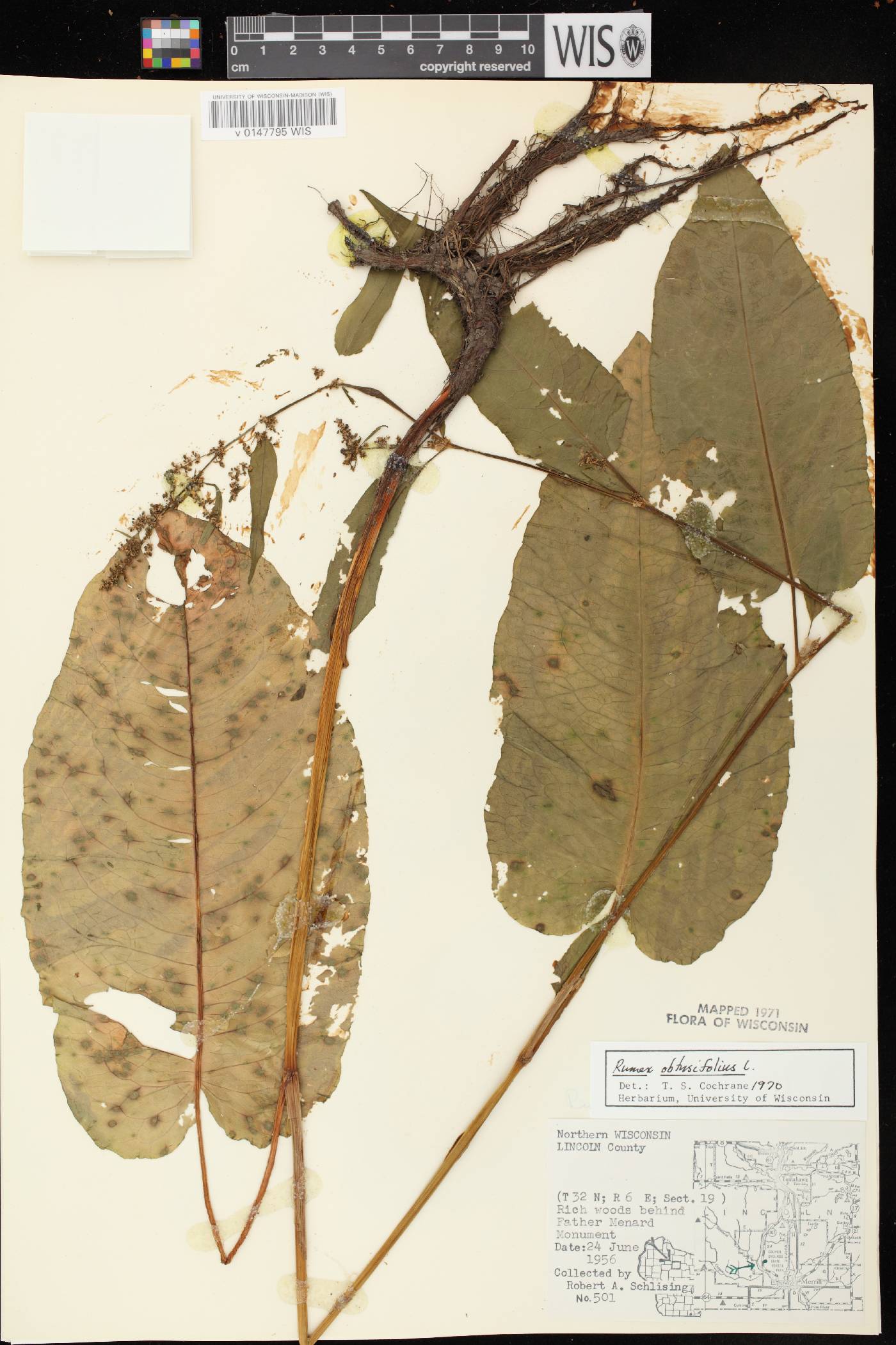 Rumex obtusifolius image