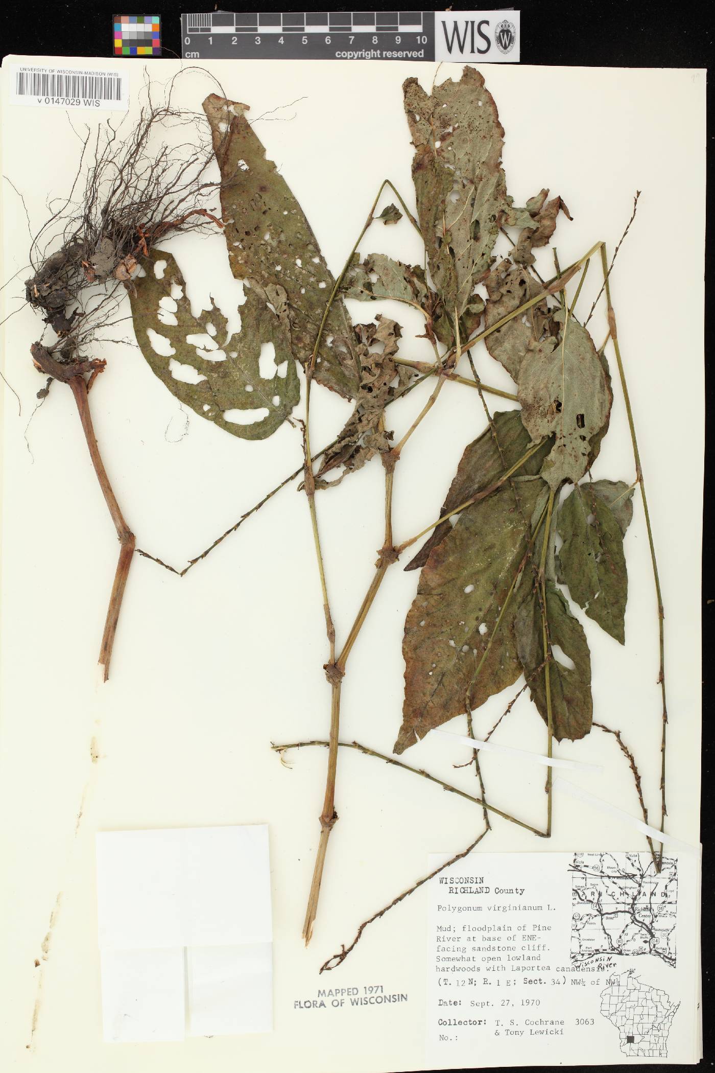 Persicaria virginiana image