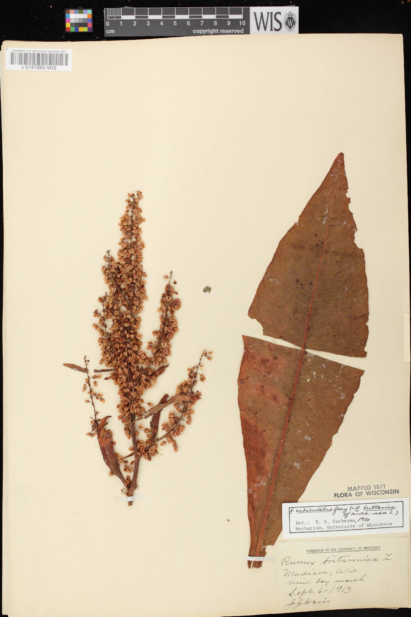 Rumex britannica image