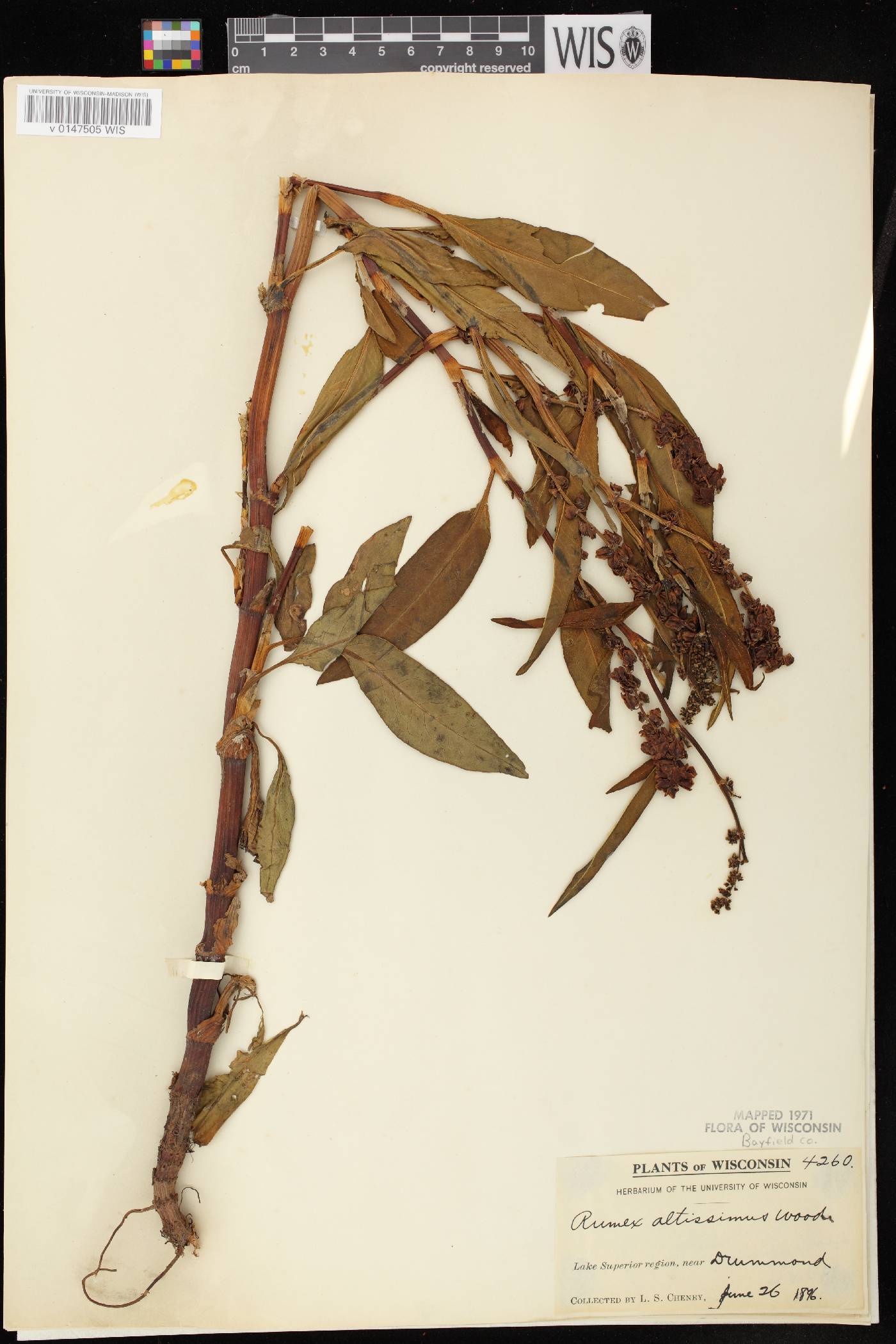 Rumex altissimus image