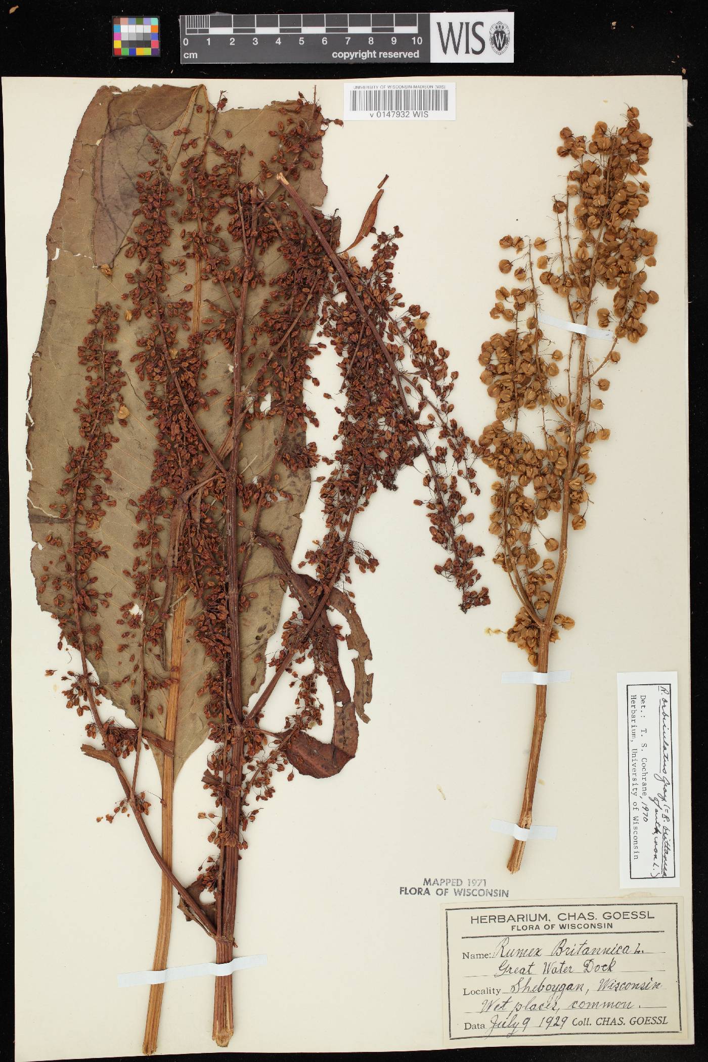 Rumex britannica image