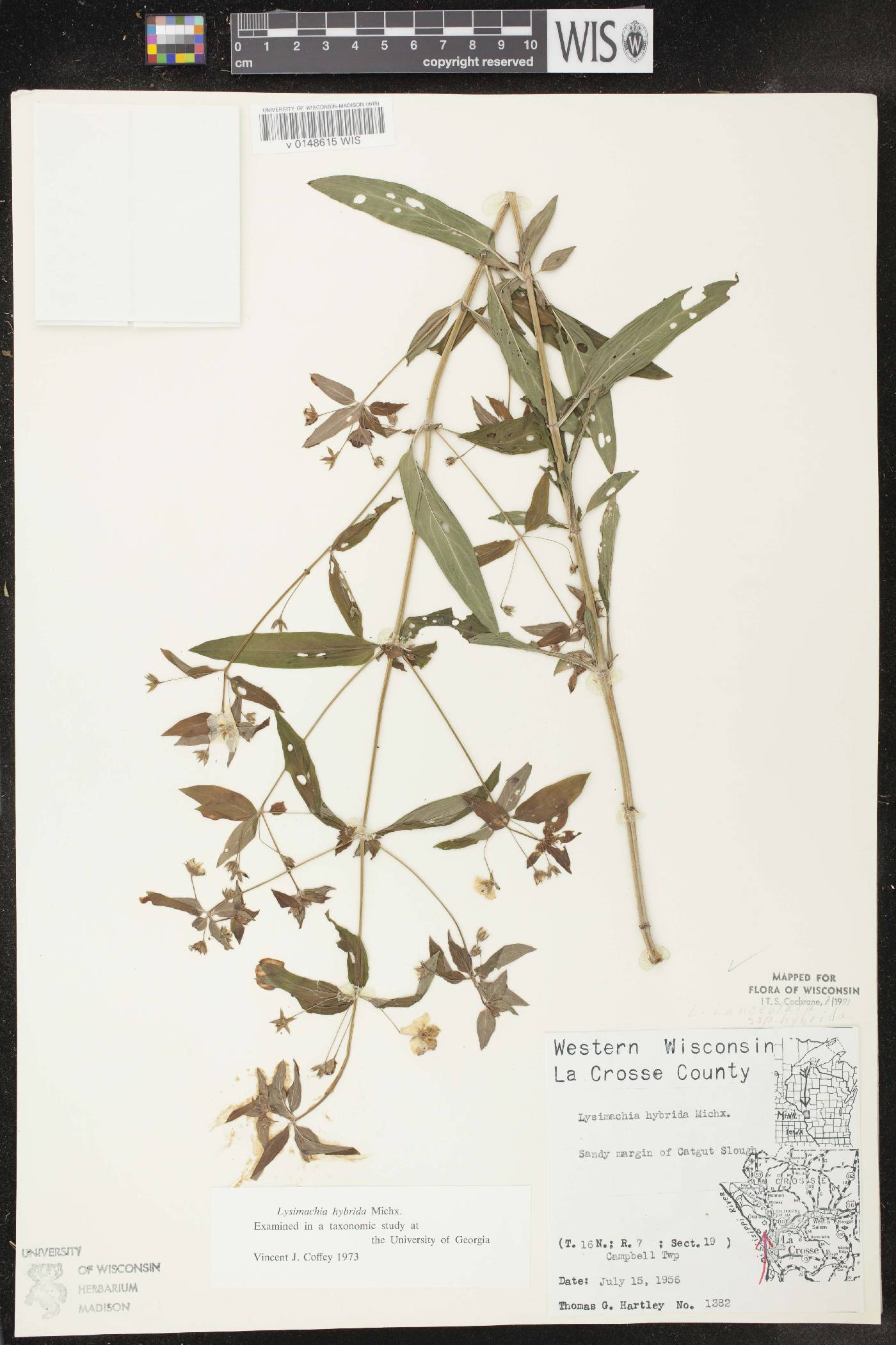 Lysimachia hybrida image