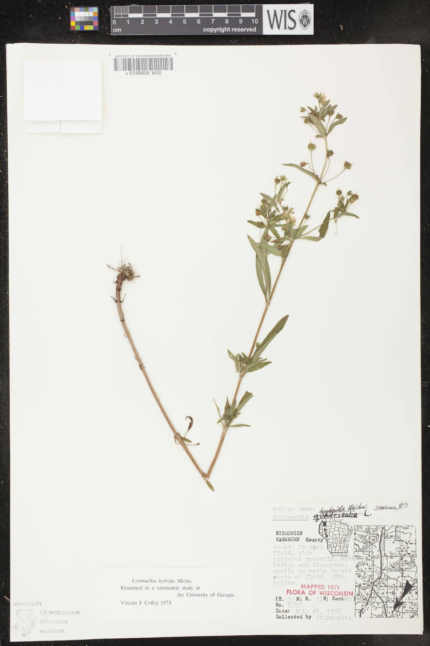 Lysimachia hybrida image