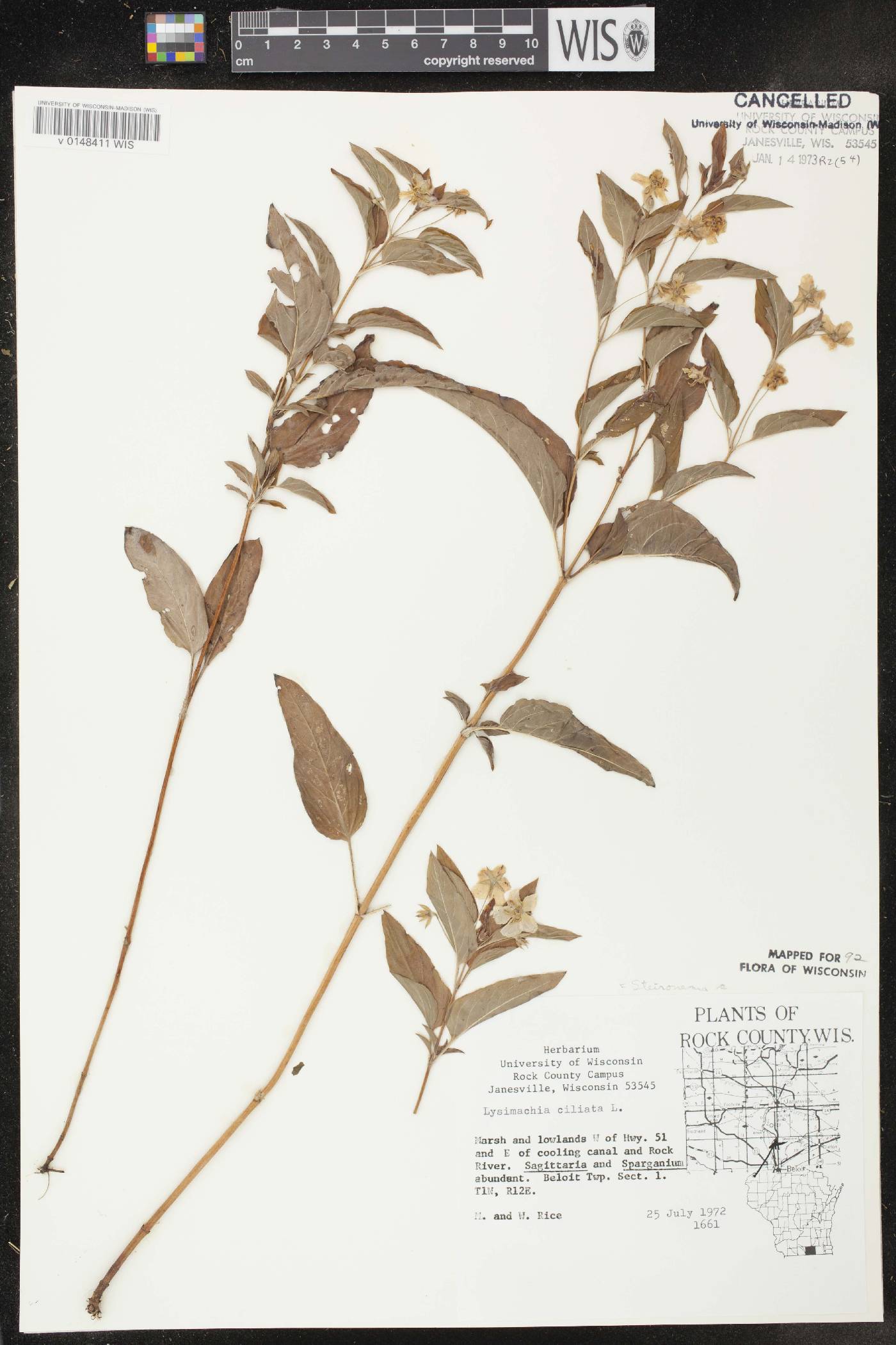 Lysimachia ciliata image